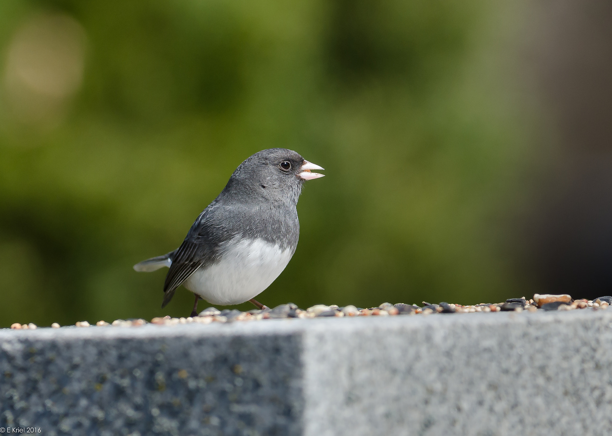 Nikon AF-S Nikkor 200-400mm F4G ED-IF VR sample photo. D70_7629.jpg photography