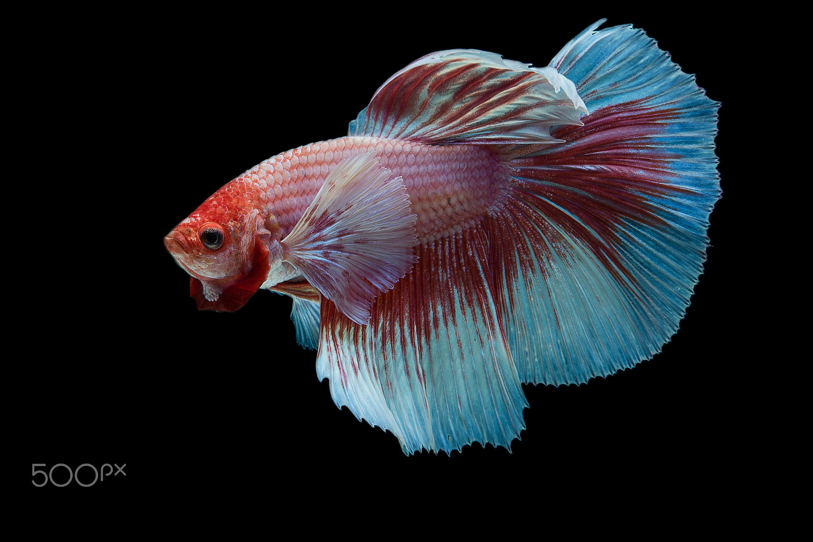 Nikon AF-S Micro-Nikkor 60mm F2.8G ED sample photo. Halfmoon fancy betta fish photography