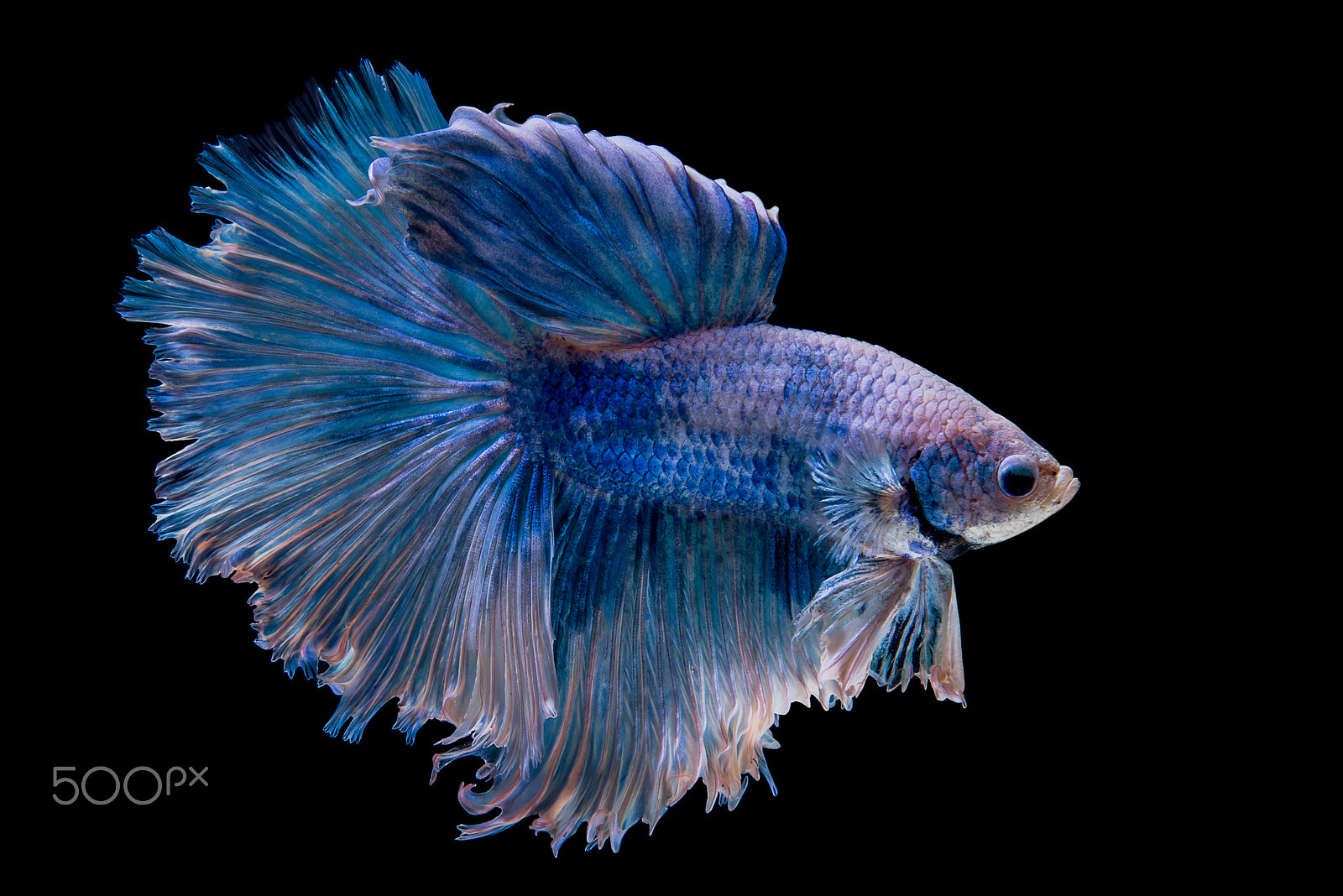 Nikon AF-S Micro-Nikkor 60mm F2.8G ED sample photo. Halfmoon fancy betta fish photography