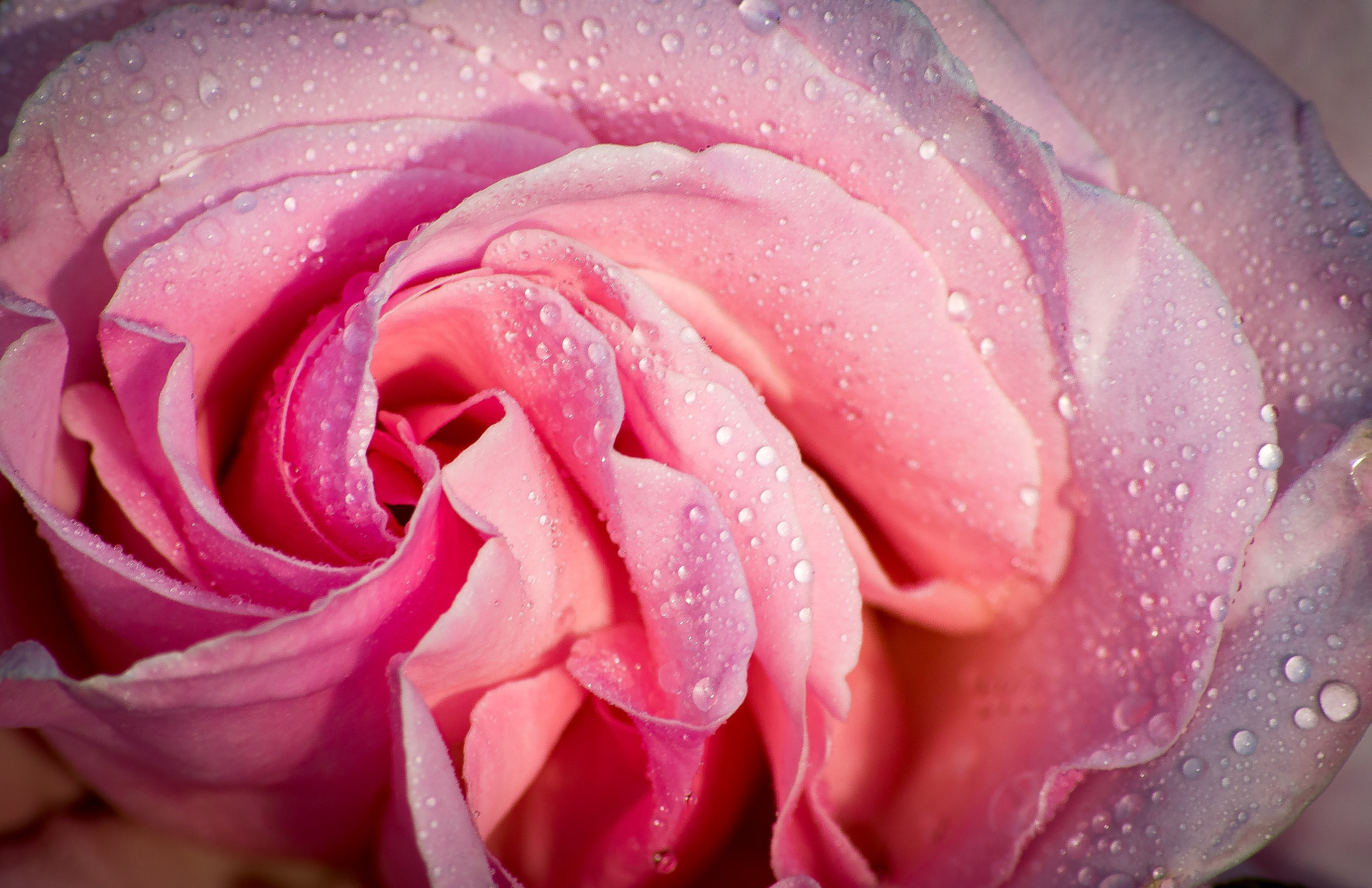 Sigma 70-300mm F4-5.6 APO DG Macro sample photo. A rose is a rose is a rose photography