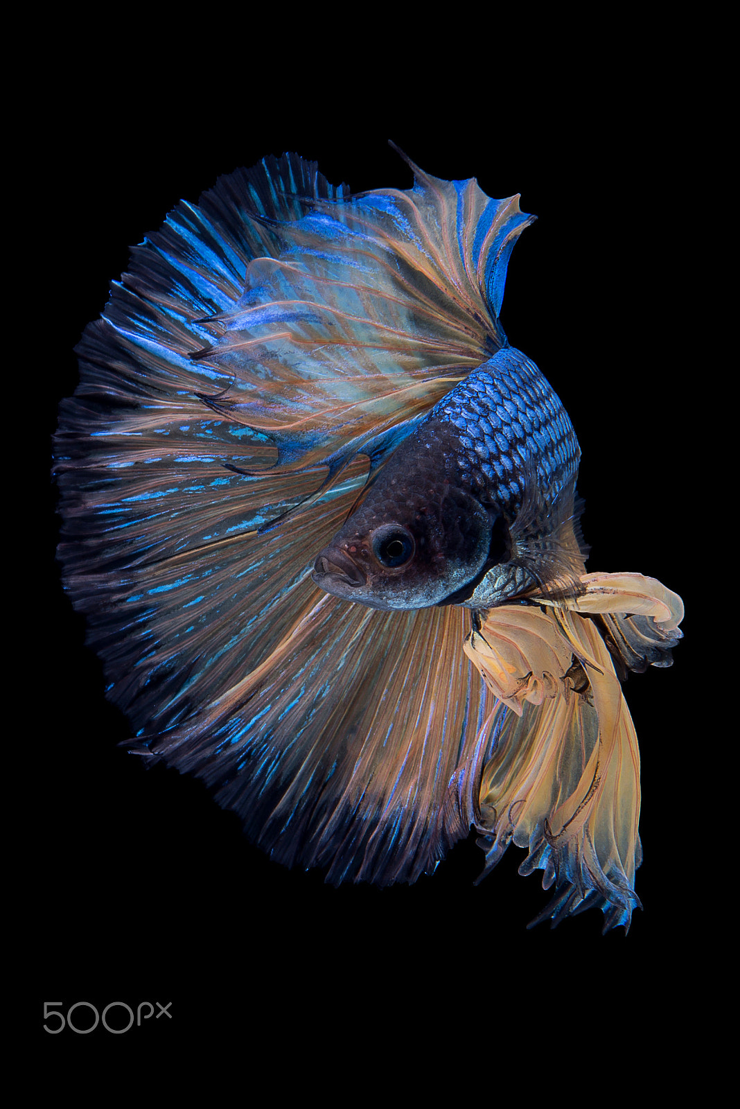 Nikon AF-S Micro-Nikkor 60mm F2.8G ED sample photo. Halfmoon fancy betta fish photography