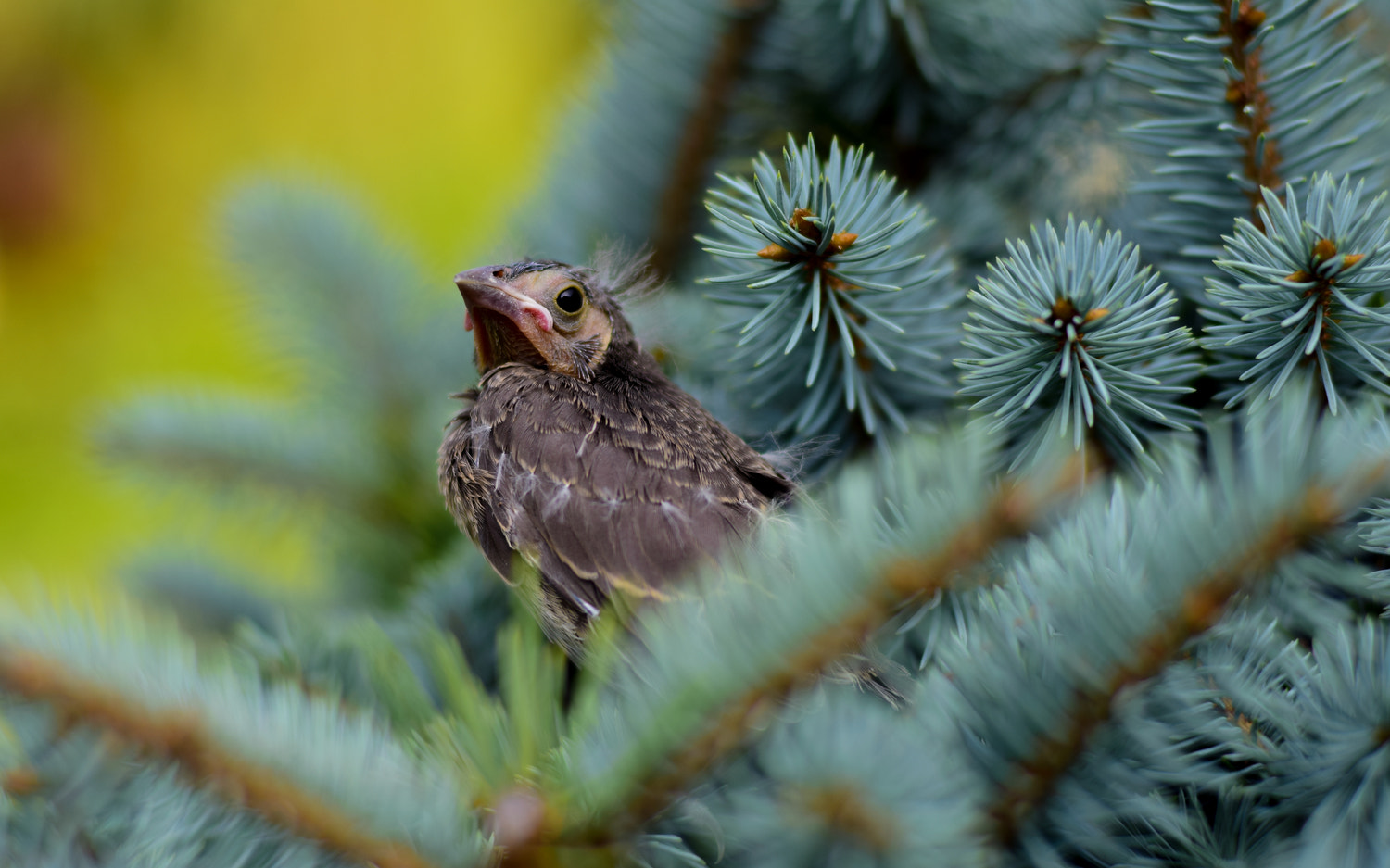 Nikon D5300 + Nikon AF Nikkor 50mm F1.4D sample photo. Fledgling // chester county pa photography