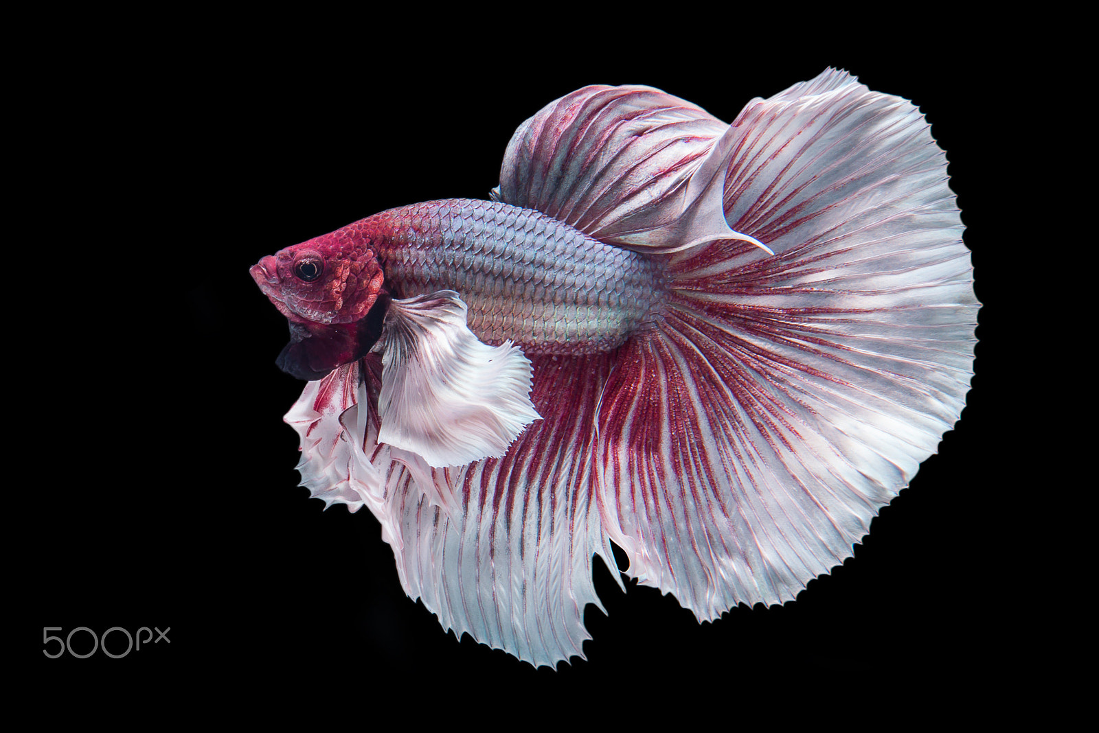 Nikon AF-S Micro-Nikkor 60mm F2.8G ED sample photo. Halfmoon big ear betta fish photography