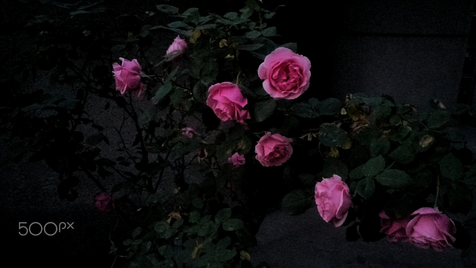 Xiaomi MI NOTE Pro sample photo. Abandoned rose pot photography