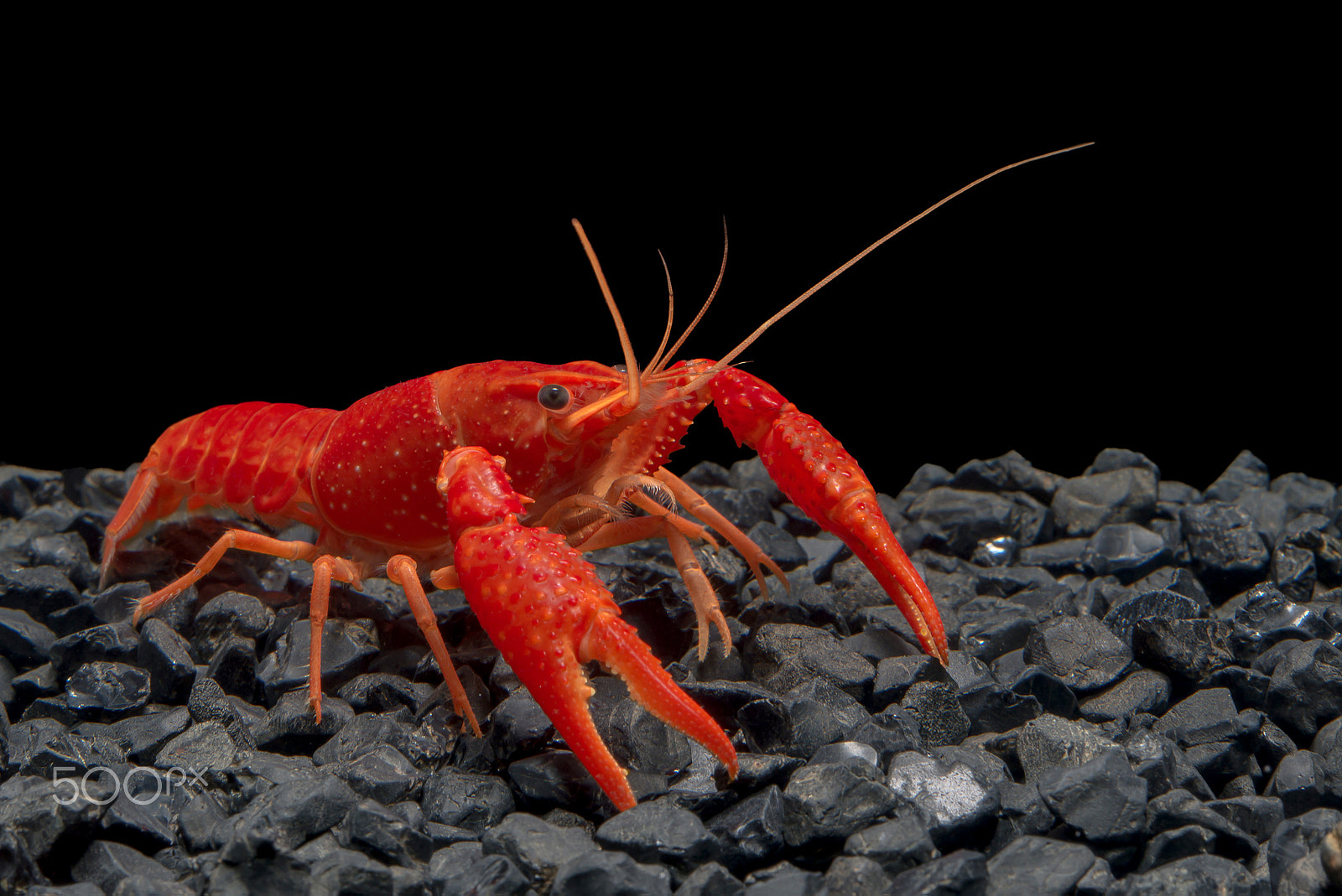 Nikon AF-S Micro-Nikkor 60mm F2.8G ED sample photo. Shrimp crayfish red on black background photography