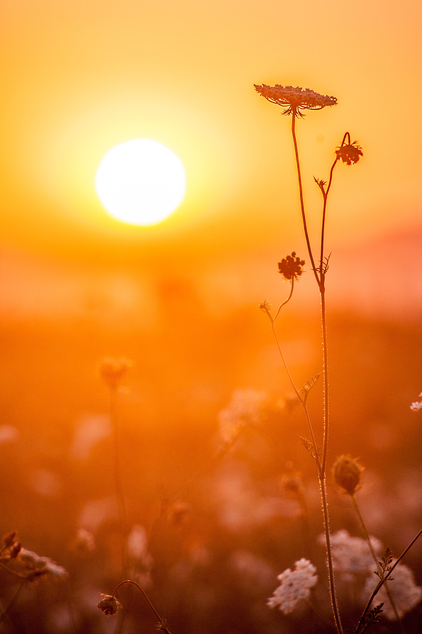 Nikon D700 + AF Nikkor 70-210mm f/4-5.6 sample photo. Vn photography