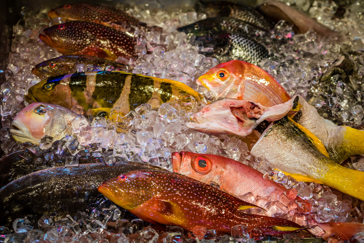 Sigma 18-35mm f/1.8 DC HSM sample photo. Fish photography