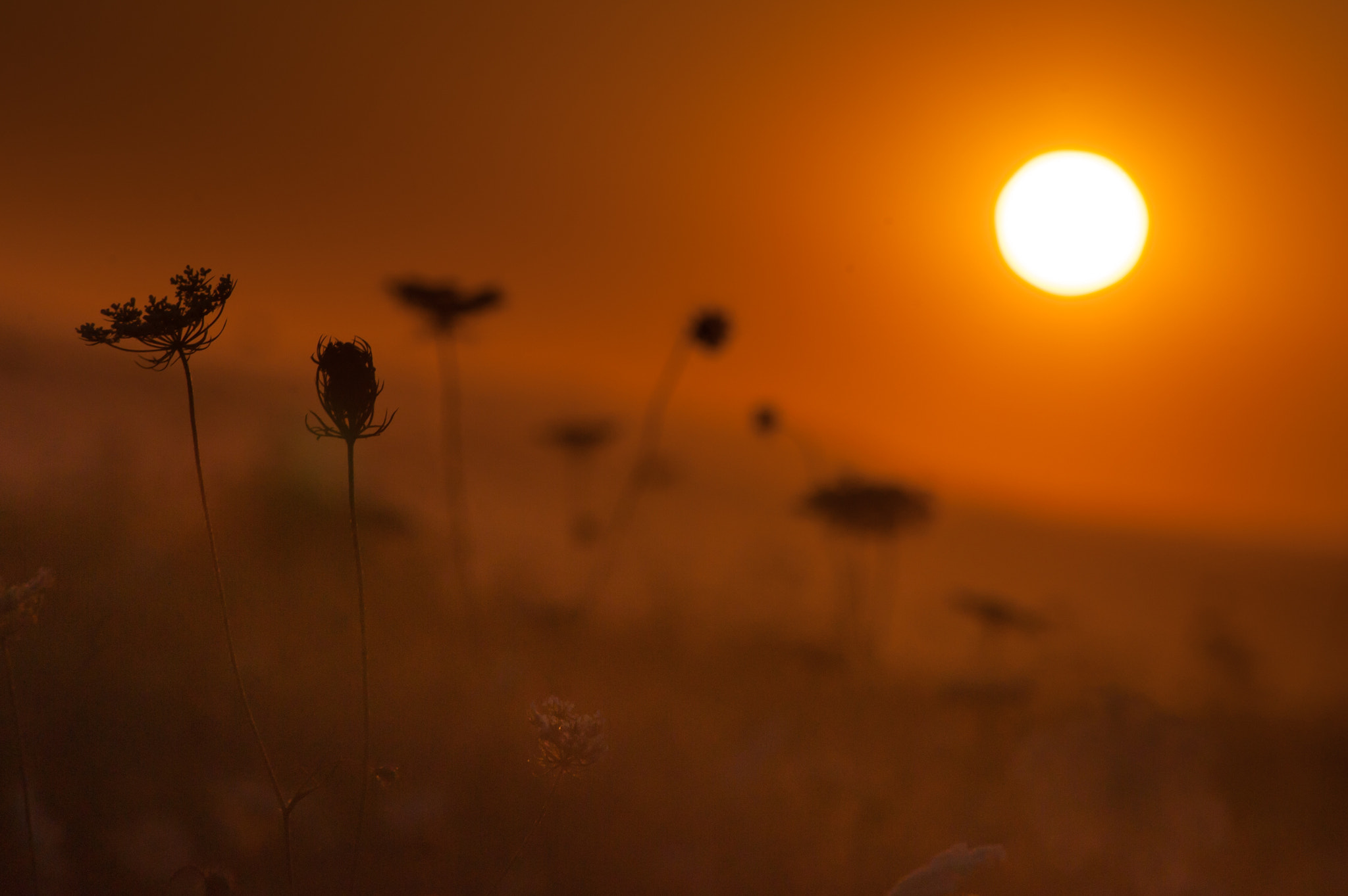 AF Nikkor 70-210mm f/4-5.6 sample photo. Vn photography