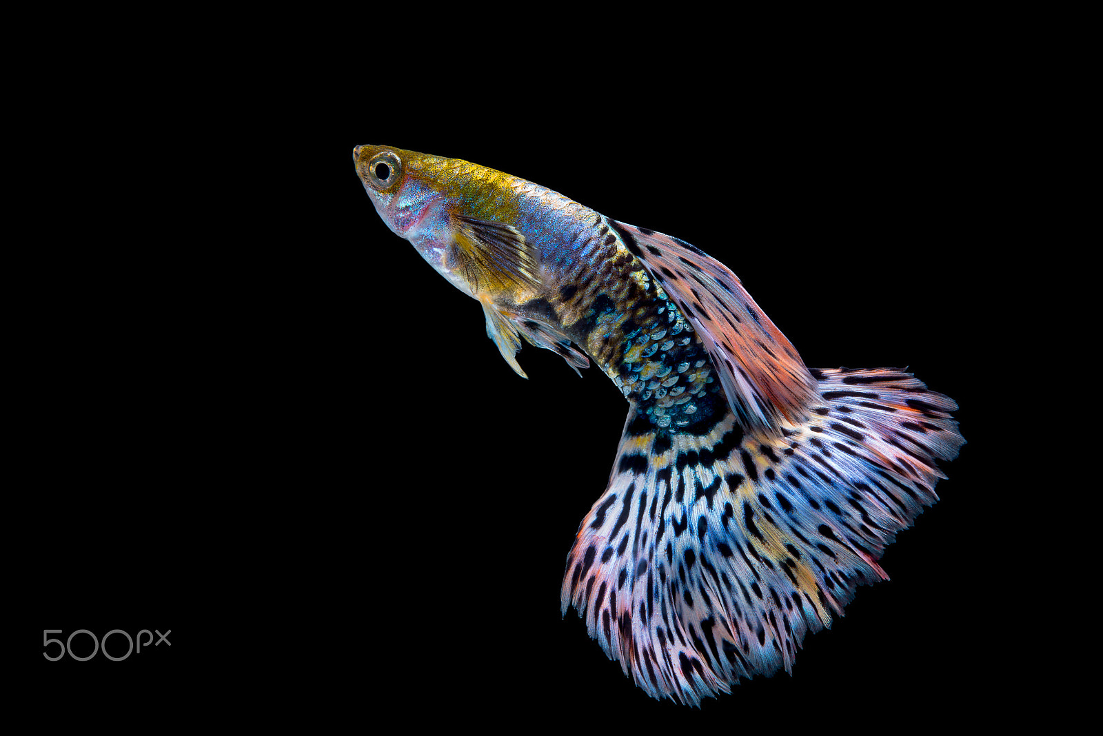 Nikon AF-S Micro-Nikkor 60mm F2.8G ED sample photo. Fish guppy photography