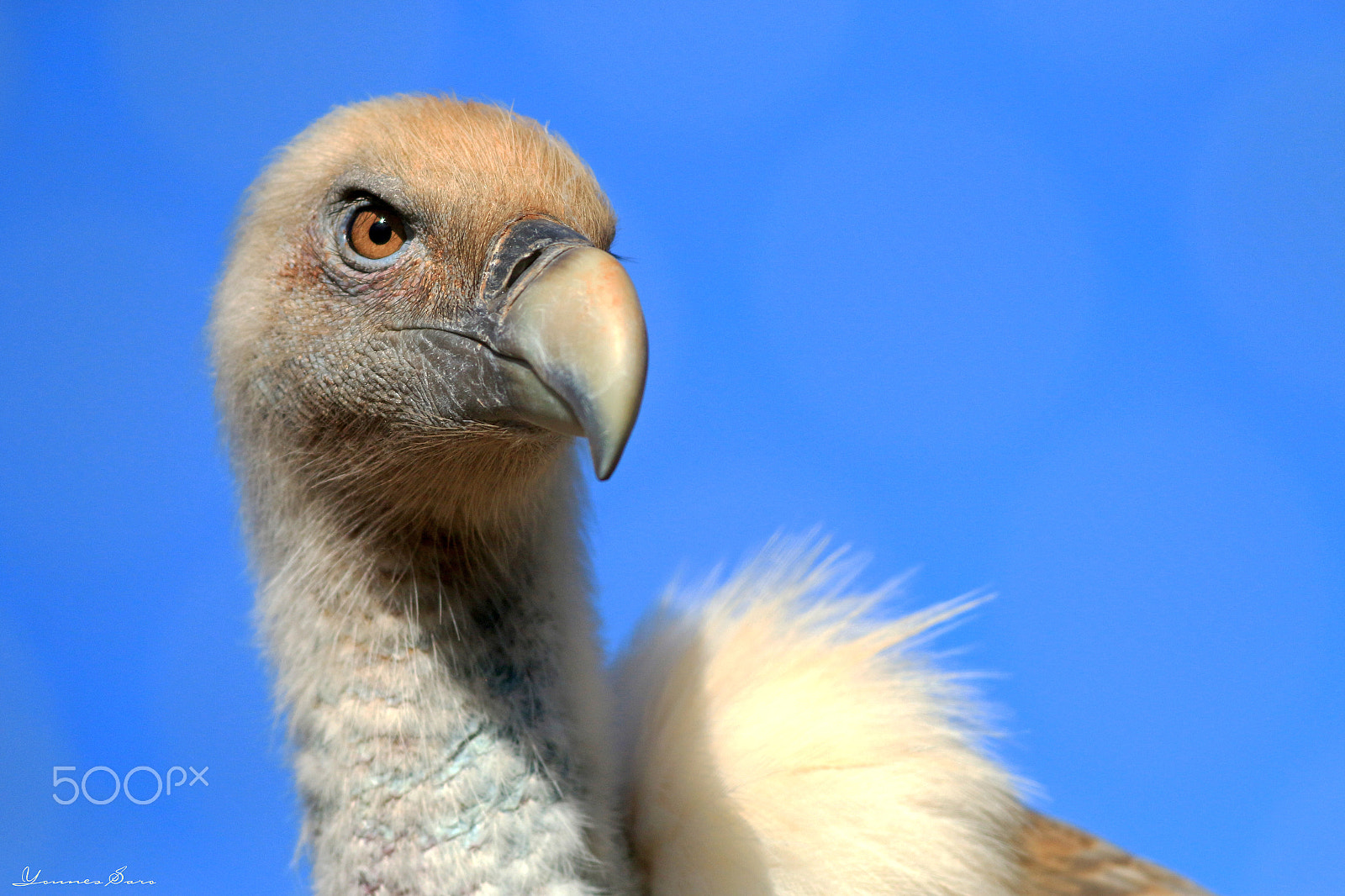 Canon EF 500mm f/4.5L sample photo. Griffon vulture photography