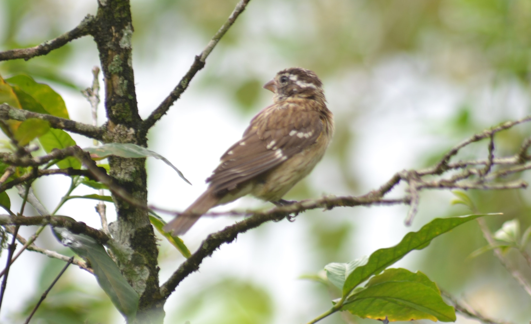 Nikon D3100 + Sigma 70-300mm F4-5.6 APO Macro Super II sample photo. Rose brested gosbeak (female) photography