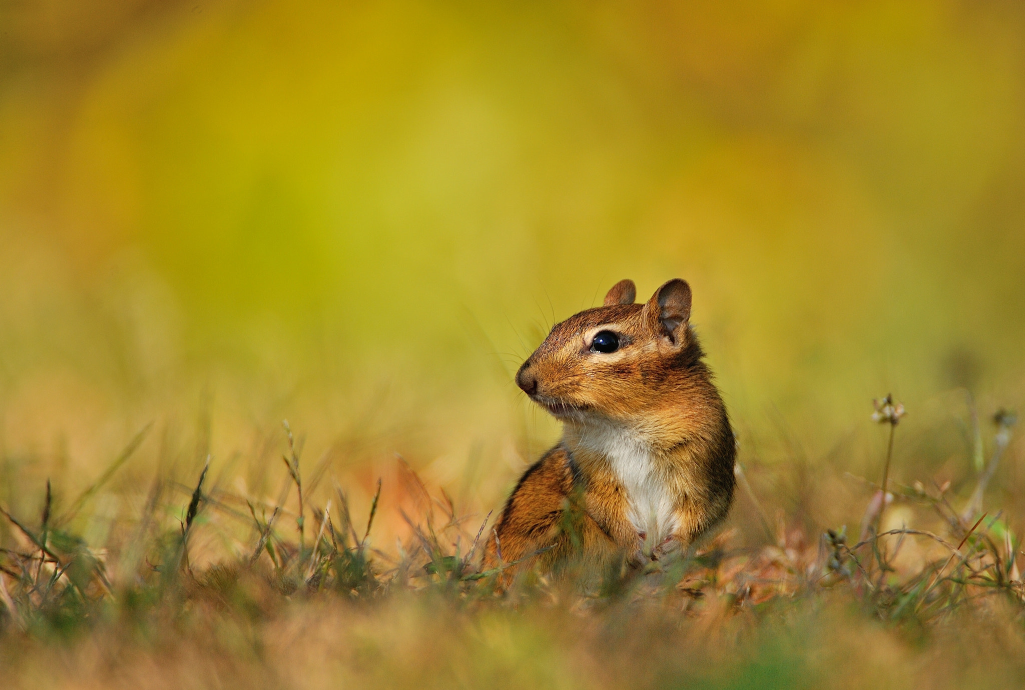 Nikon AF-S Nikkor 200-400mm F4G ED-IF VR sample photo. Chip or dale ? ;) photography