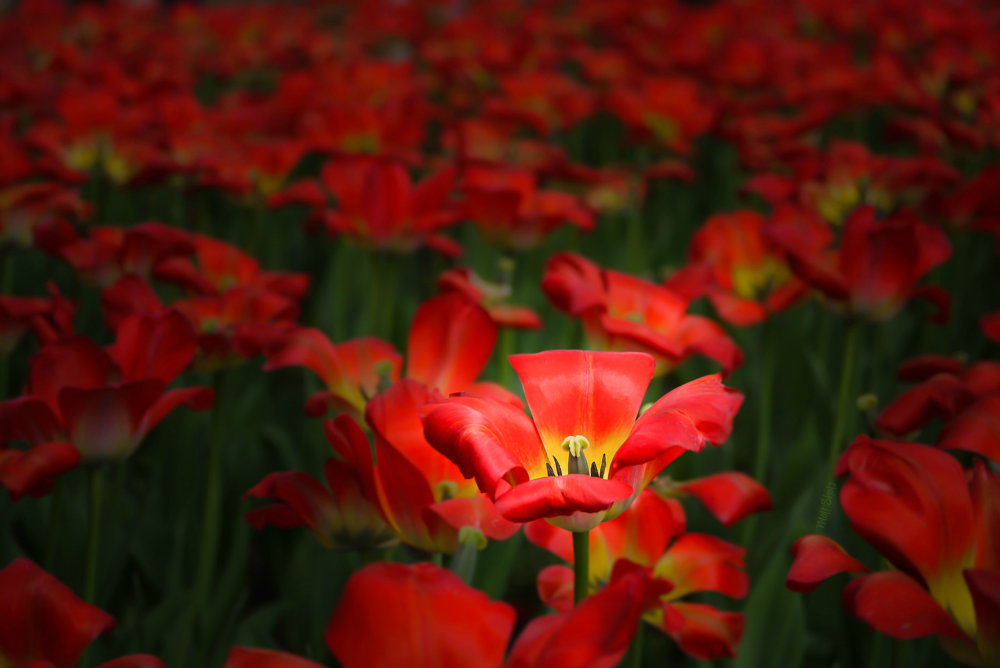 Panasonic Lumix G Vario 45-200mm F4-5.6 OIS sample photo. Stand & deliver photography