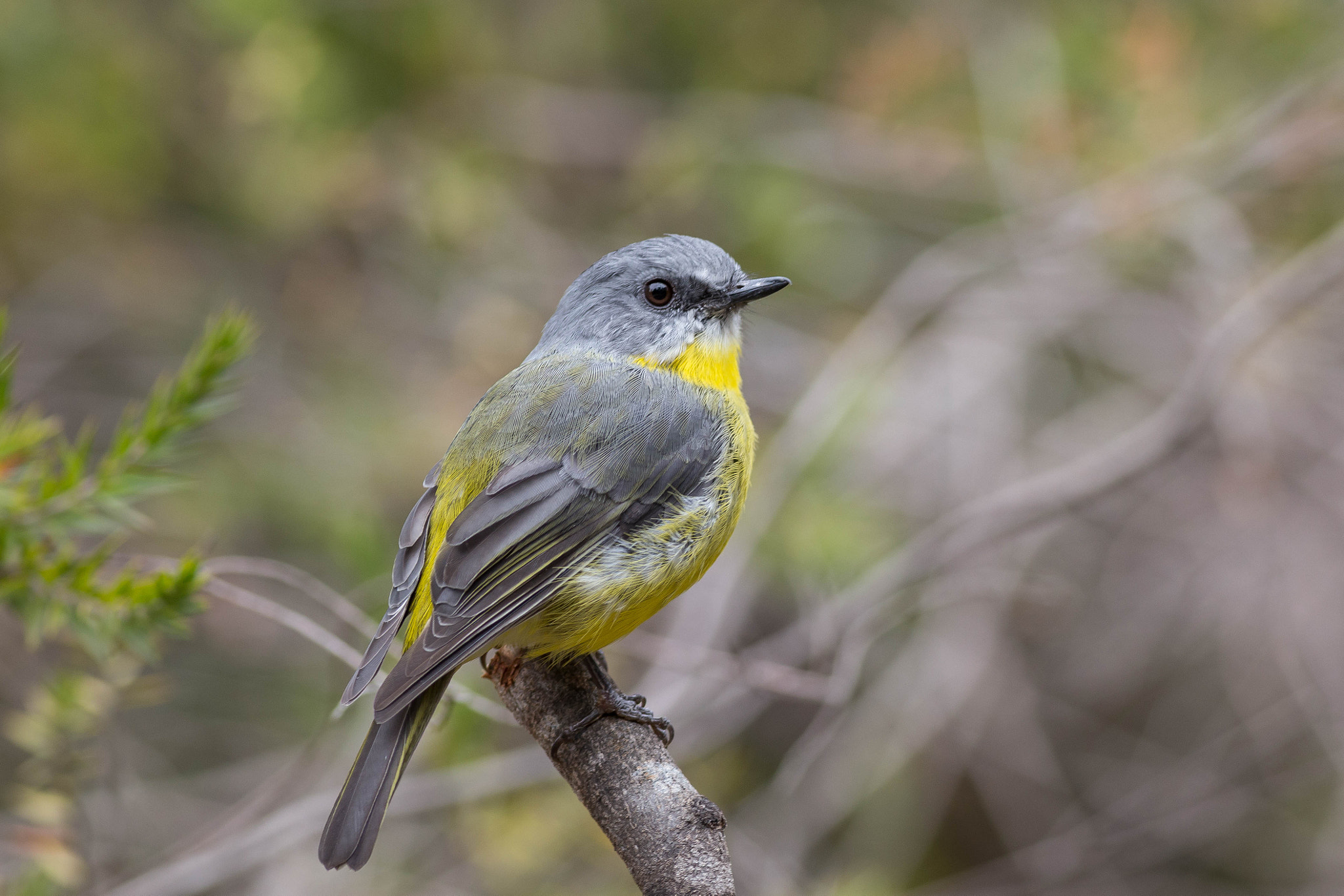 Canon EOS 6D + Canon EF 400mm F5.6L USM sample photo. Eastern yellow robin photography