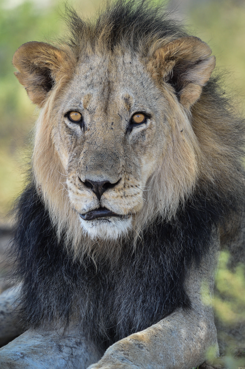 Nikon D4S + Nikon AF-S Nikkor 500mm F4G ED VR sample photo. Kalahari 2016 old male lion photography