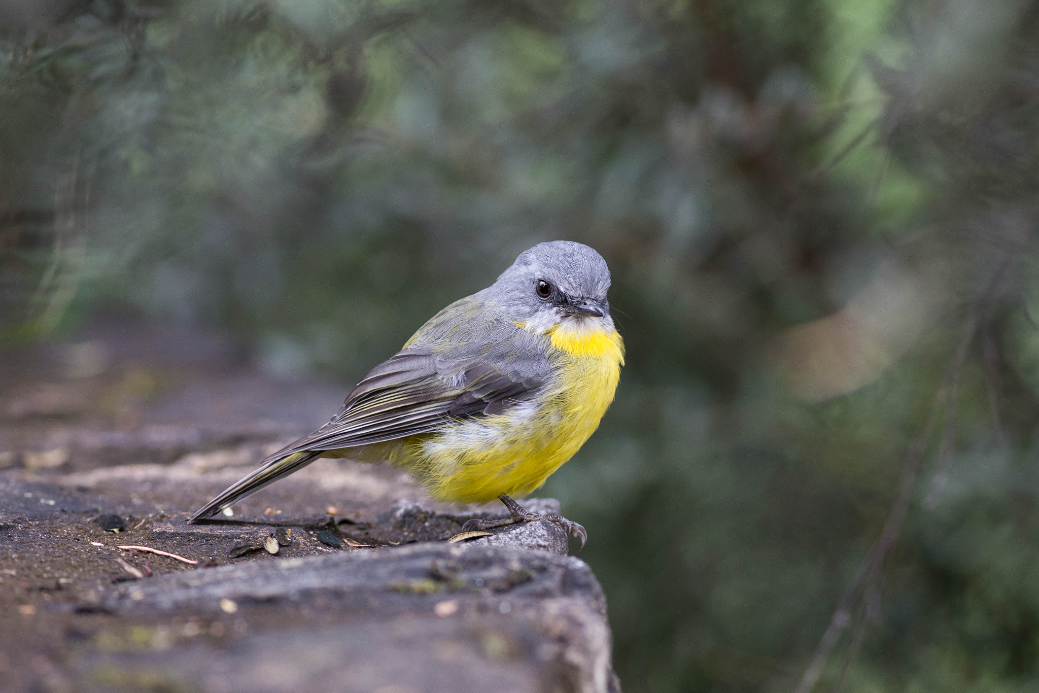 Canon EOS 6D + Canon EF 400mm F5.6L USM sample photo. Eastern yellow robin photography