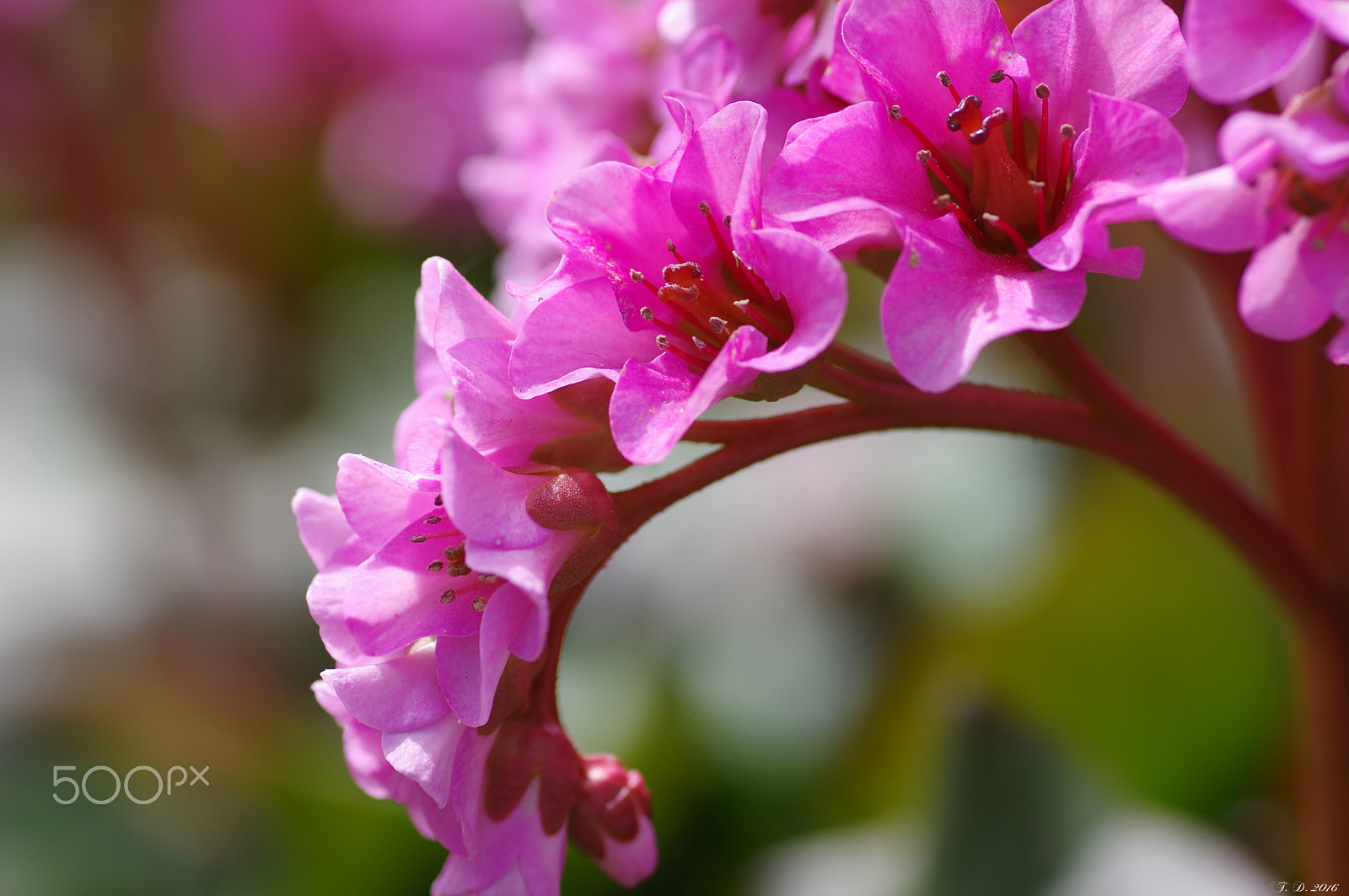 Pentax smc D-FA 100mm F2.8 macro sample photo. Flowers photography