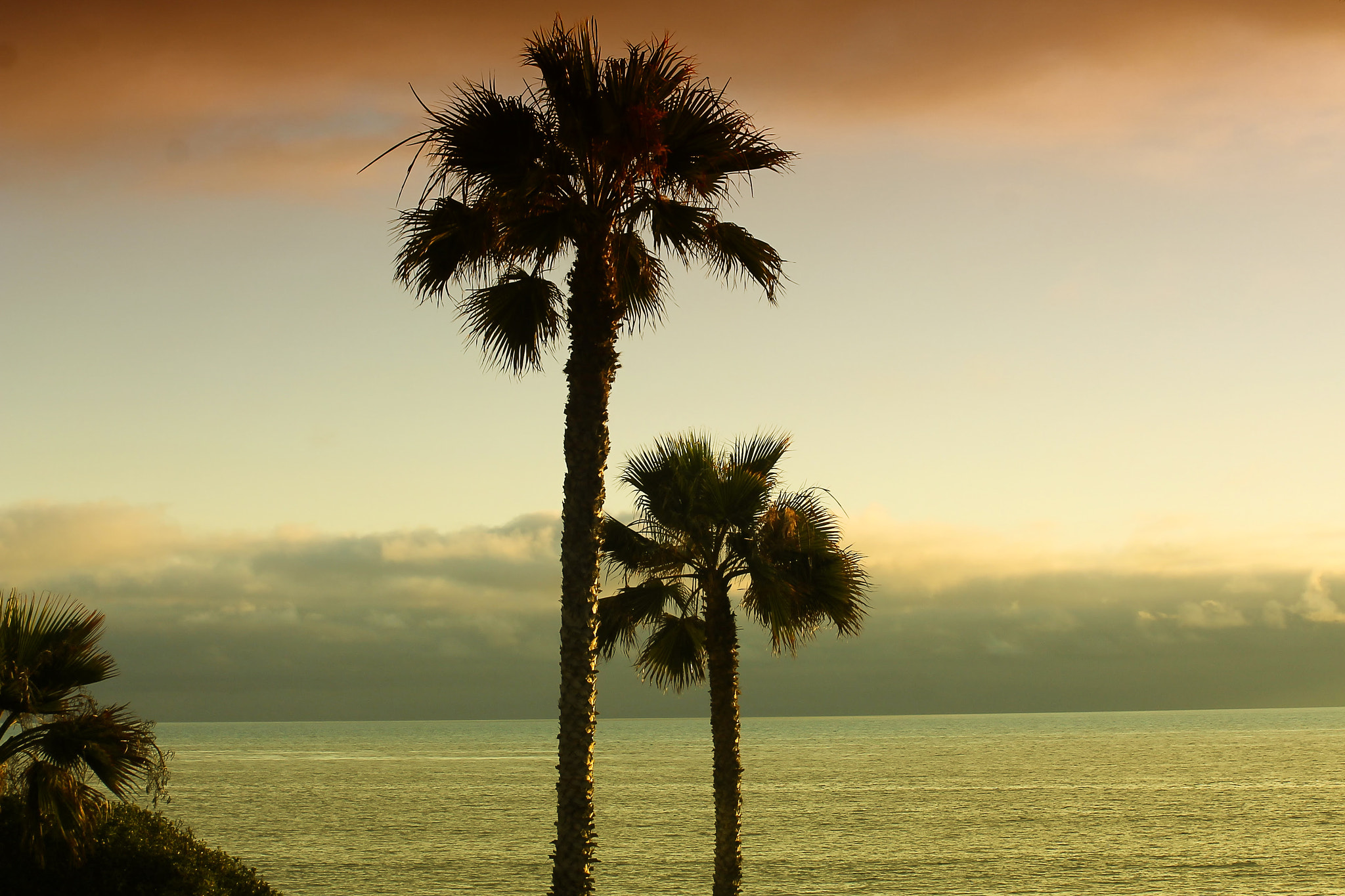Sigma 50-200mm F4-5.6 DC OS HSM sample photo. Beach palms photography