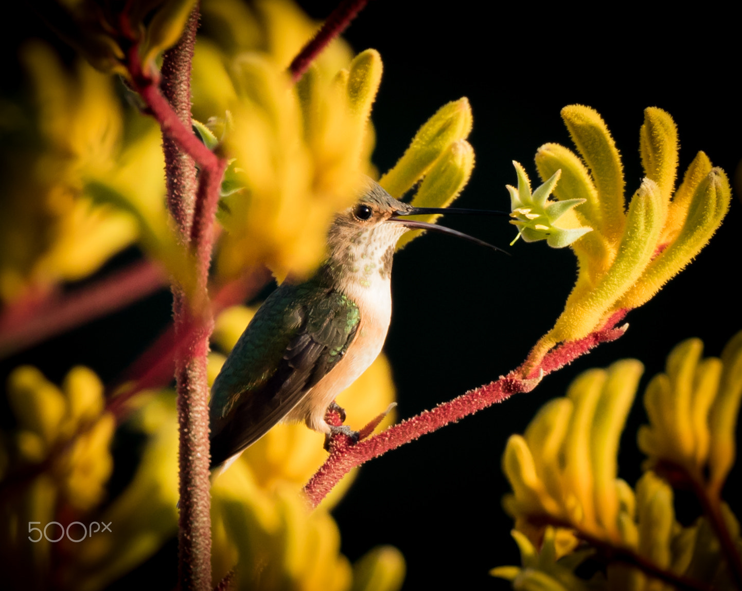 Canon EOS 7D Mark II + Canon EF 400mm F4 DO IS II USM sample photo. Hummingbird zoom photography