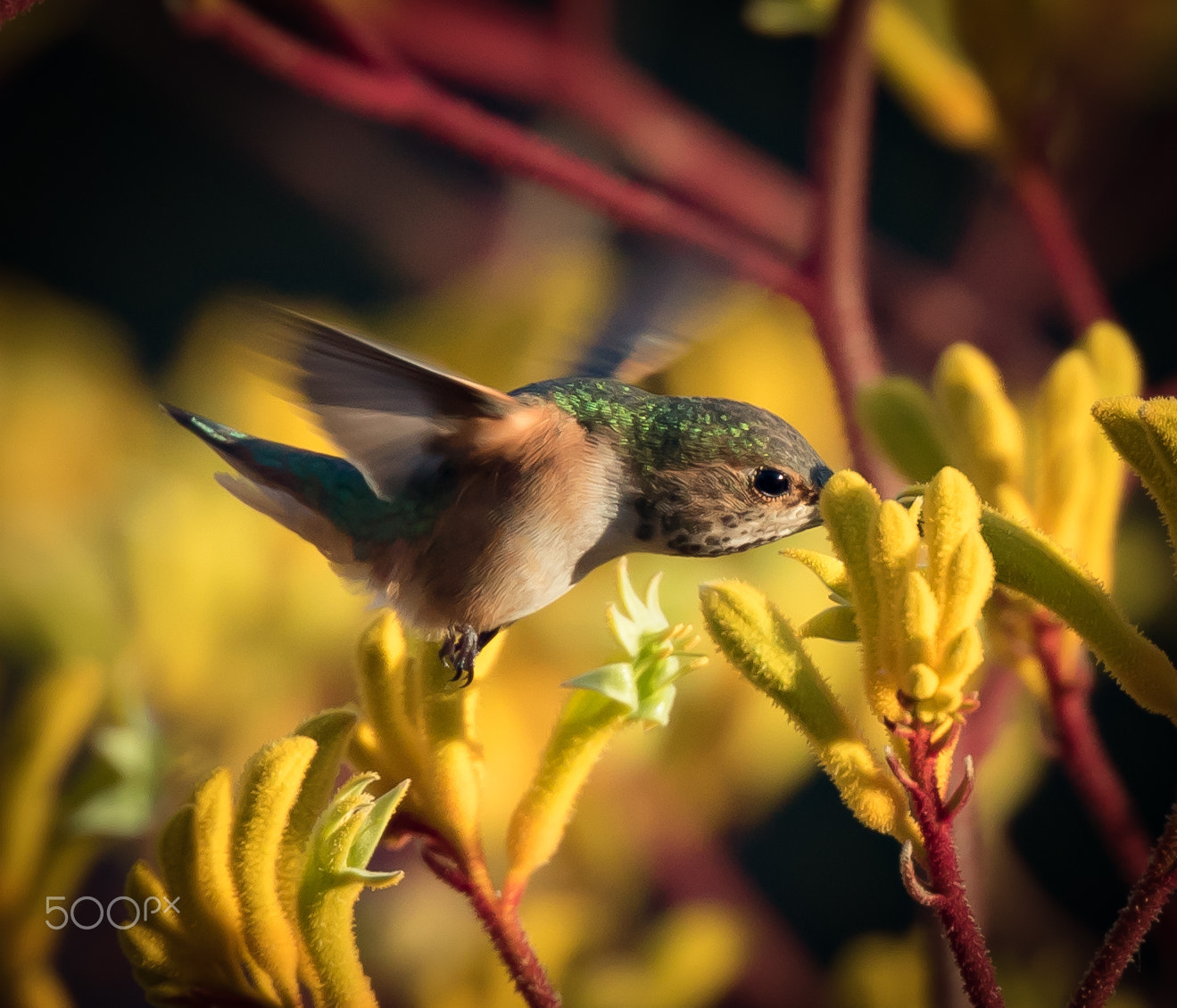 Canon EOS 7D Mark II + Canon EF 400mm F4 DO IS II USM sample photo. Feeding photography