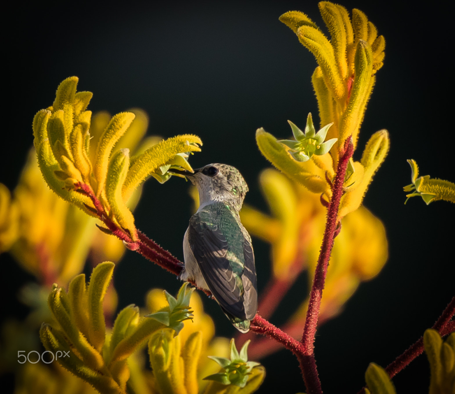 Canon EOS 7D Mark II + Canon EF 400mm F4 DO IS II USM sample photo. Hummingbird zoom photography