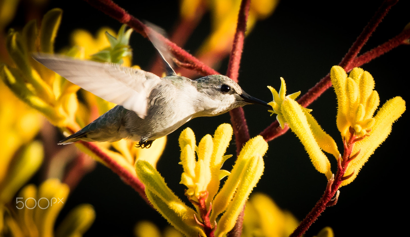 Canon EF 400mm F4 DO IS II USM sample photo. Hummingbird zoom photography
