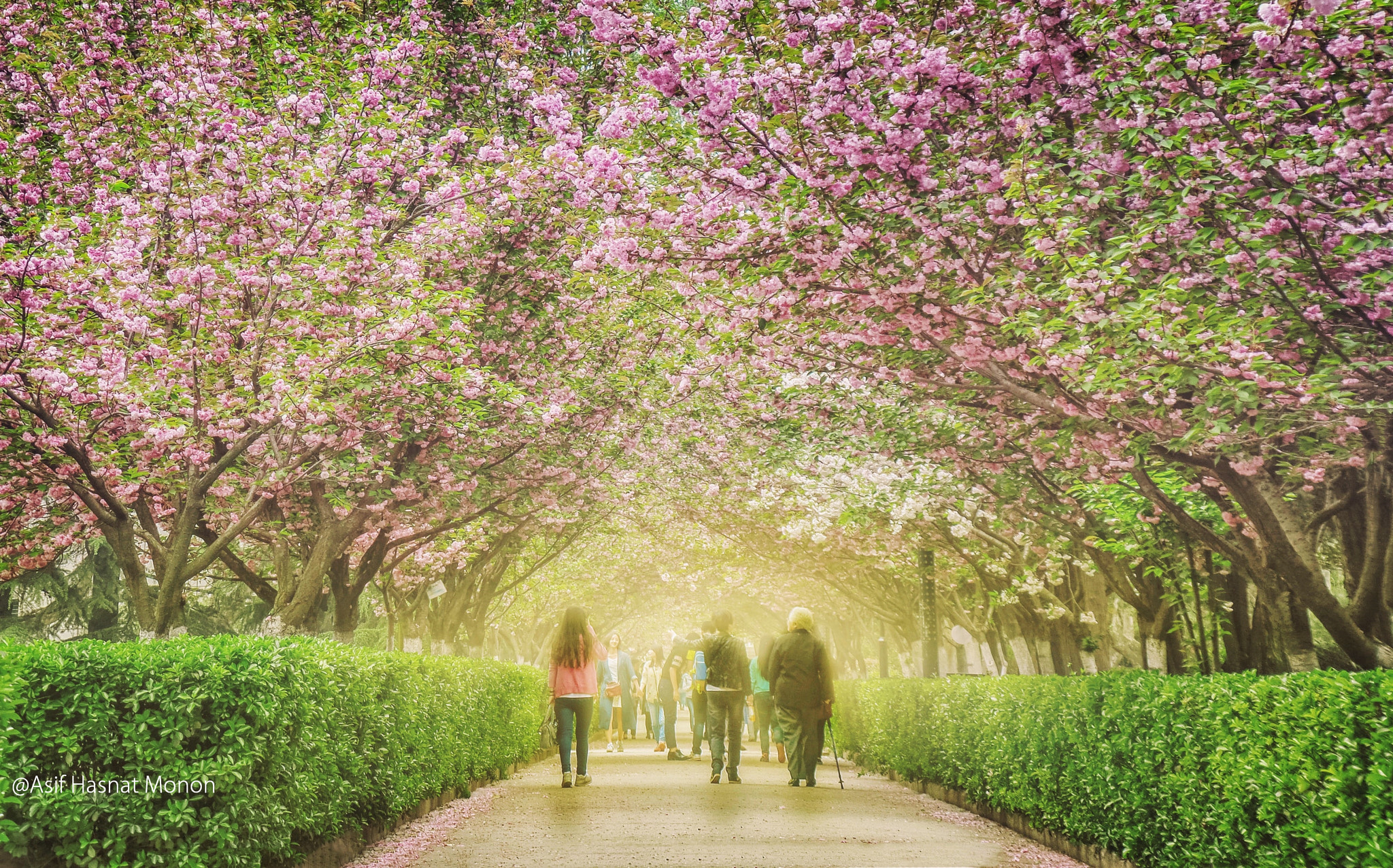 Samsung WB800F sample photo. Bloulevard of cherry blossom photography