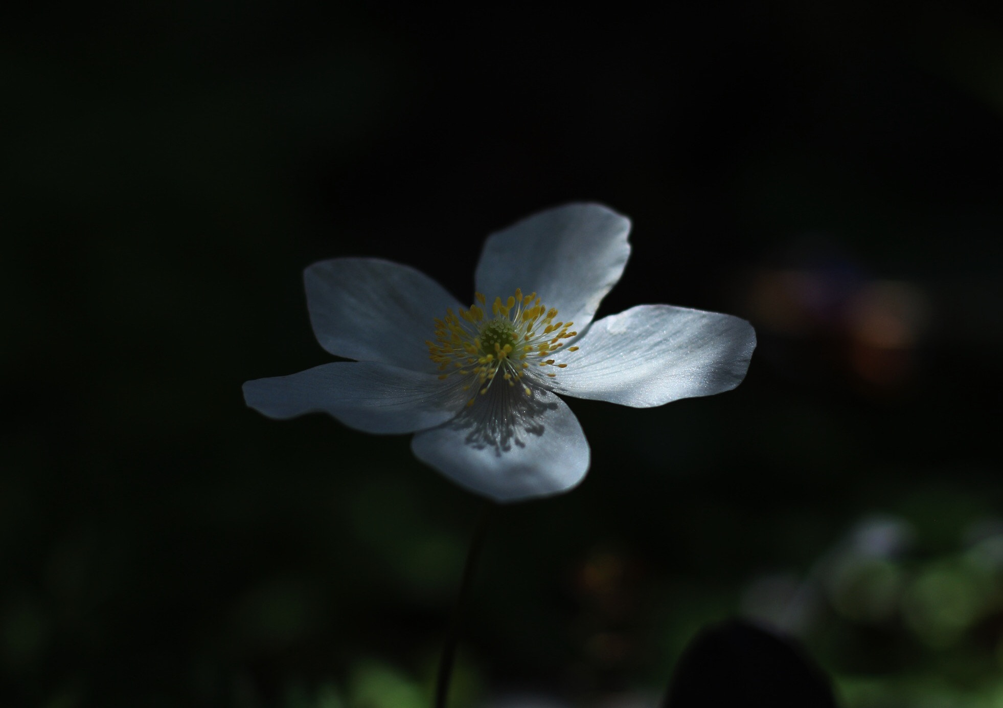 Canon EOS M + Canon EF 50mm F1.8 STM sample photo