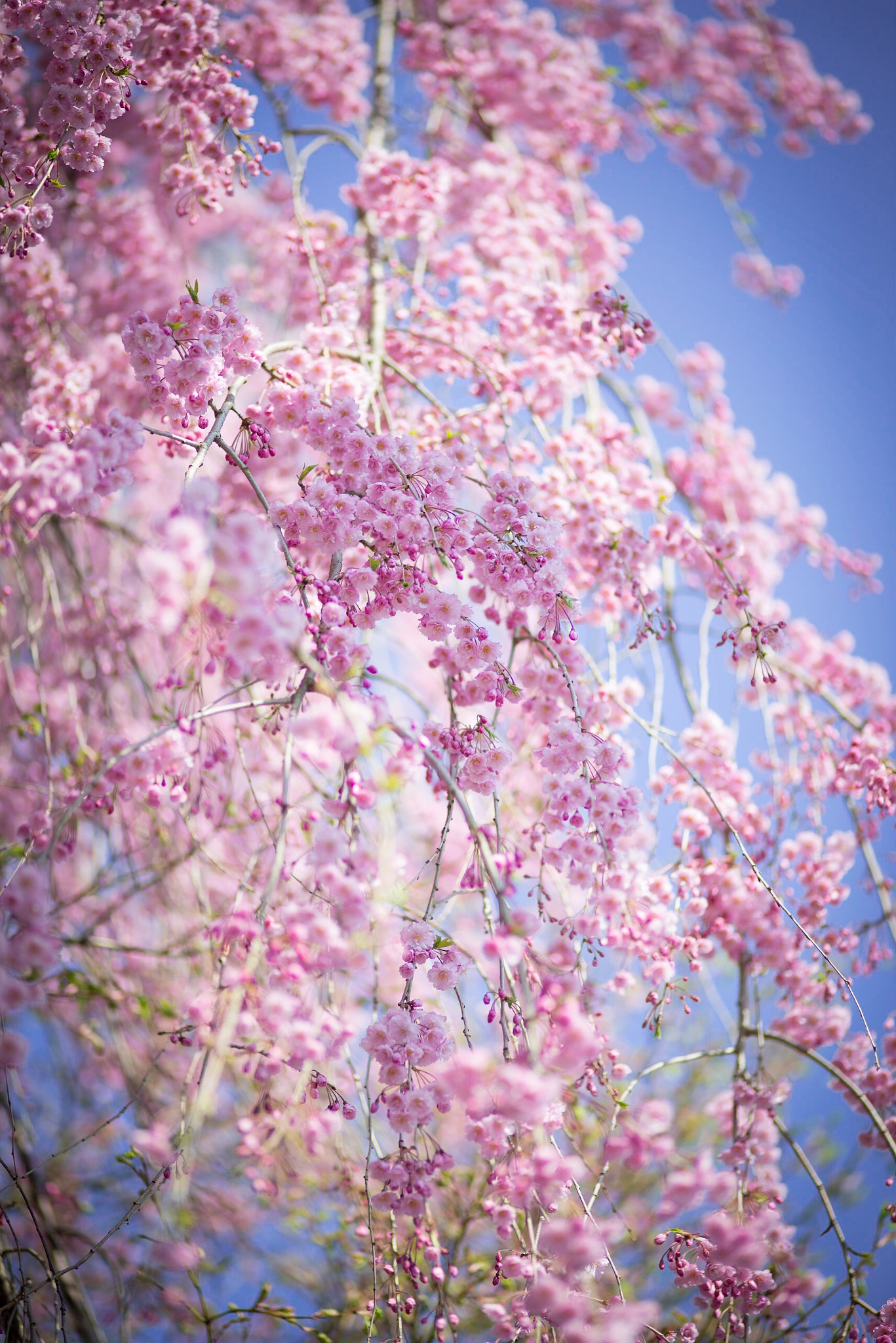 ZEISS Makro-Planar T* 100mm F2 sample photo. Sakura, just love the intense of the color! photography