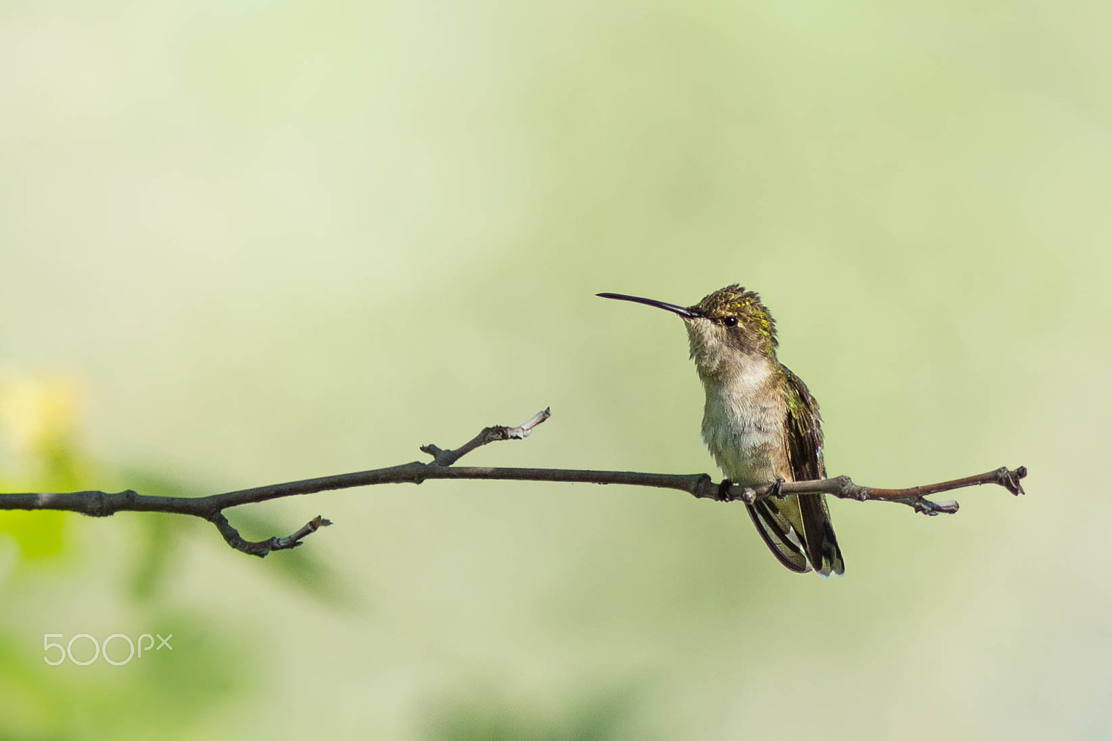 Canon EF 300mm F4L IS USM sample photo. Emerald photography