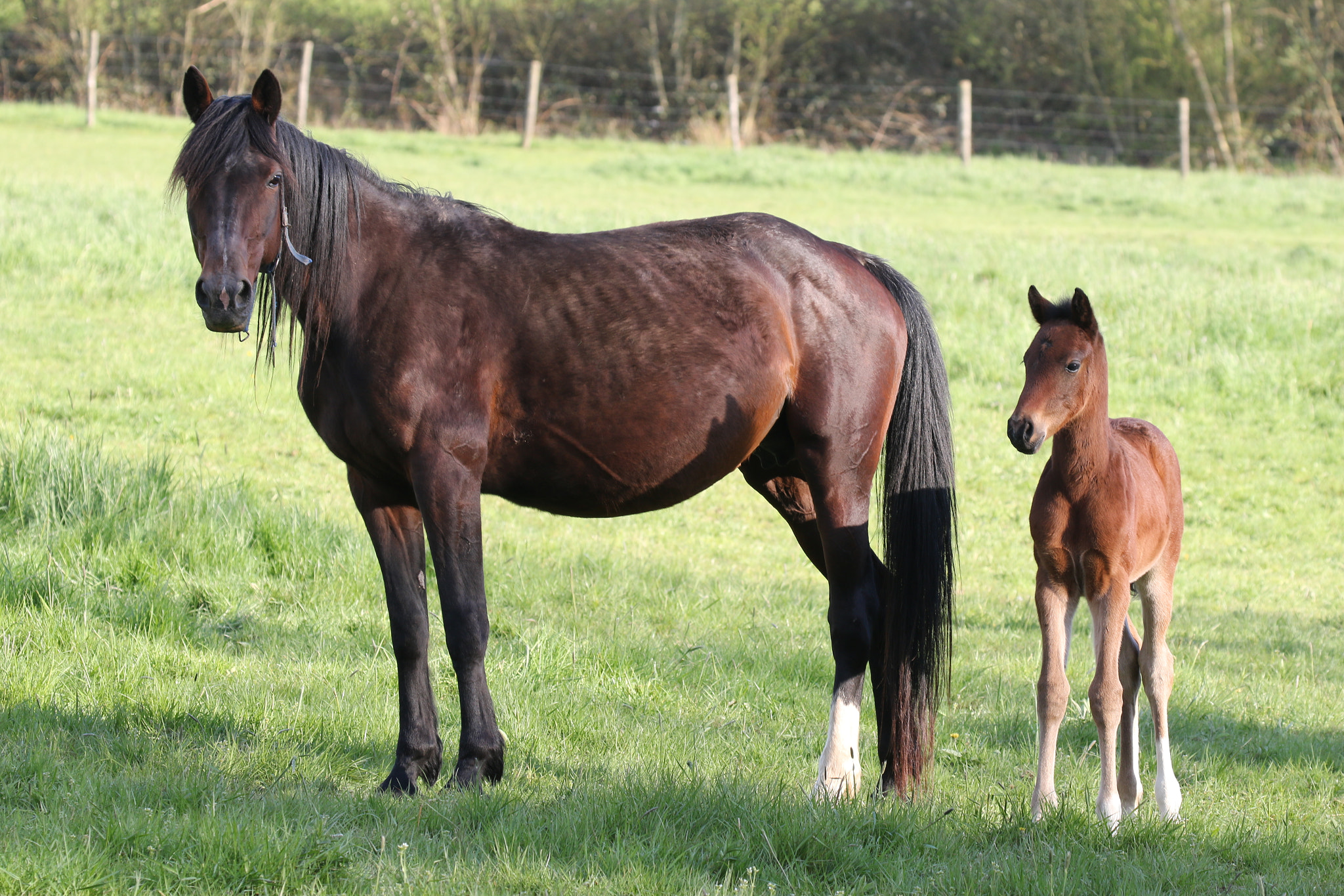 Canon EOS 70D + Canon EF 100-400mm F4.5-5.6L IS II USM sample photo. Famille ! photography