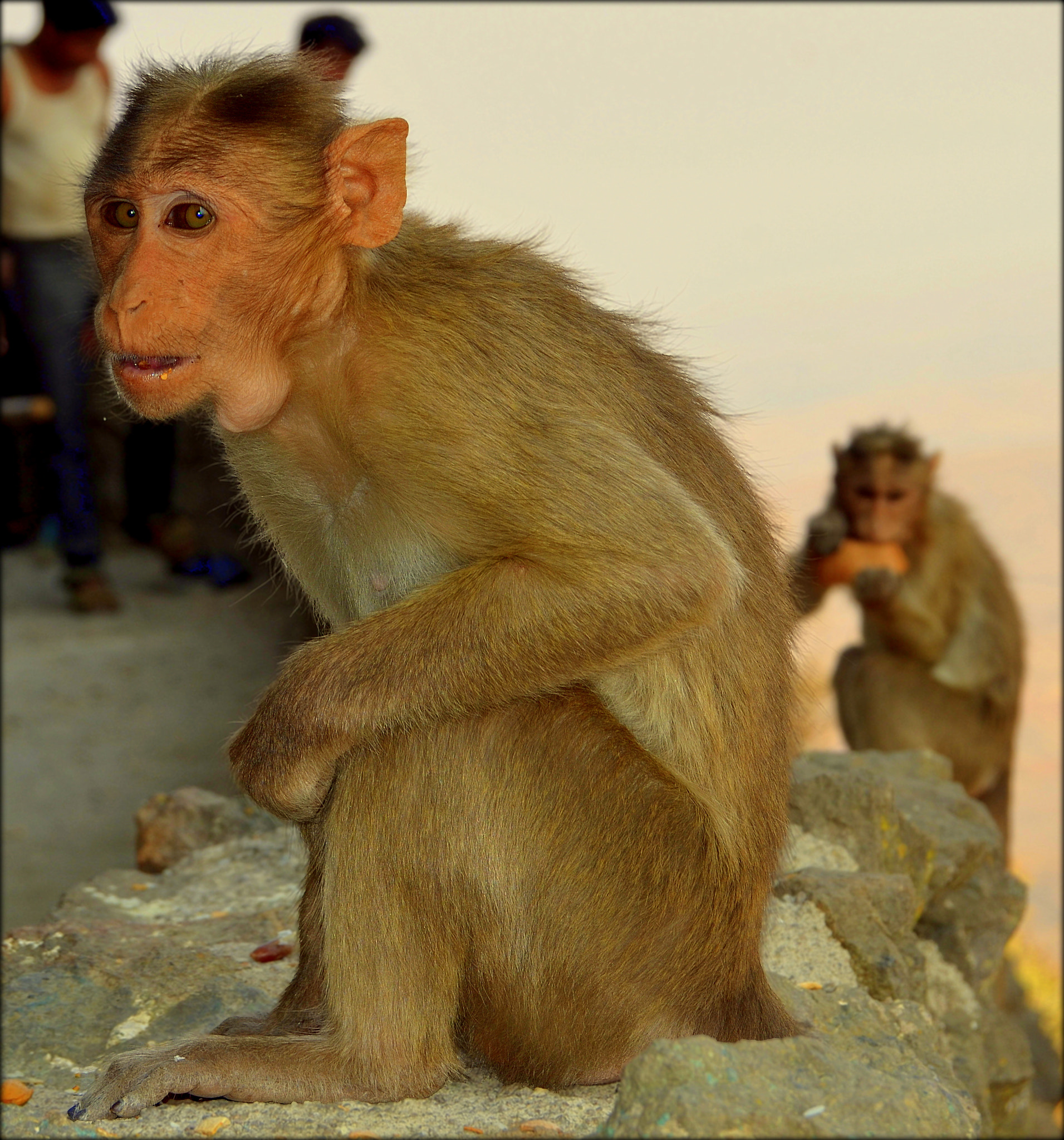 Nikon D5100 + AF Zoom-Nikkor 35-70mm f/2.8 sample photo. Double naughty monkeys... photography