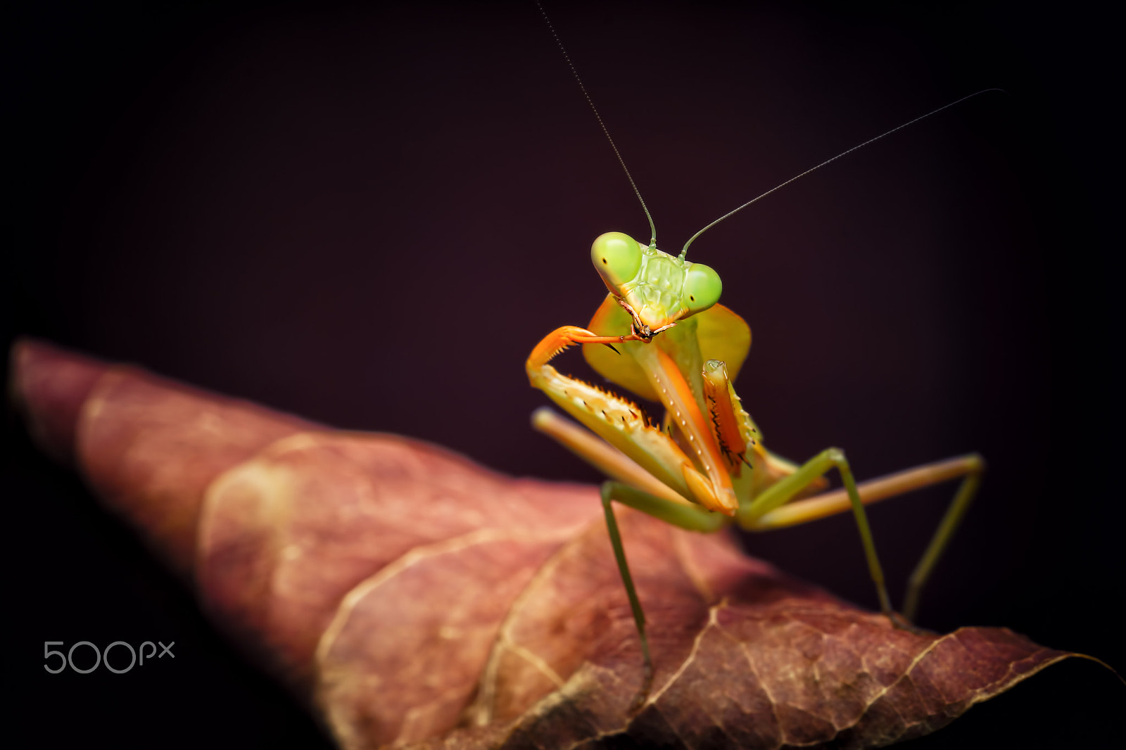 Sony SLT-A65 (SLT-A65V) + MACRO 50mm F2.8 sample photo. Mantis photography