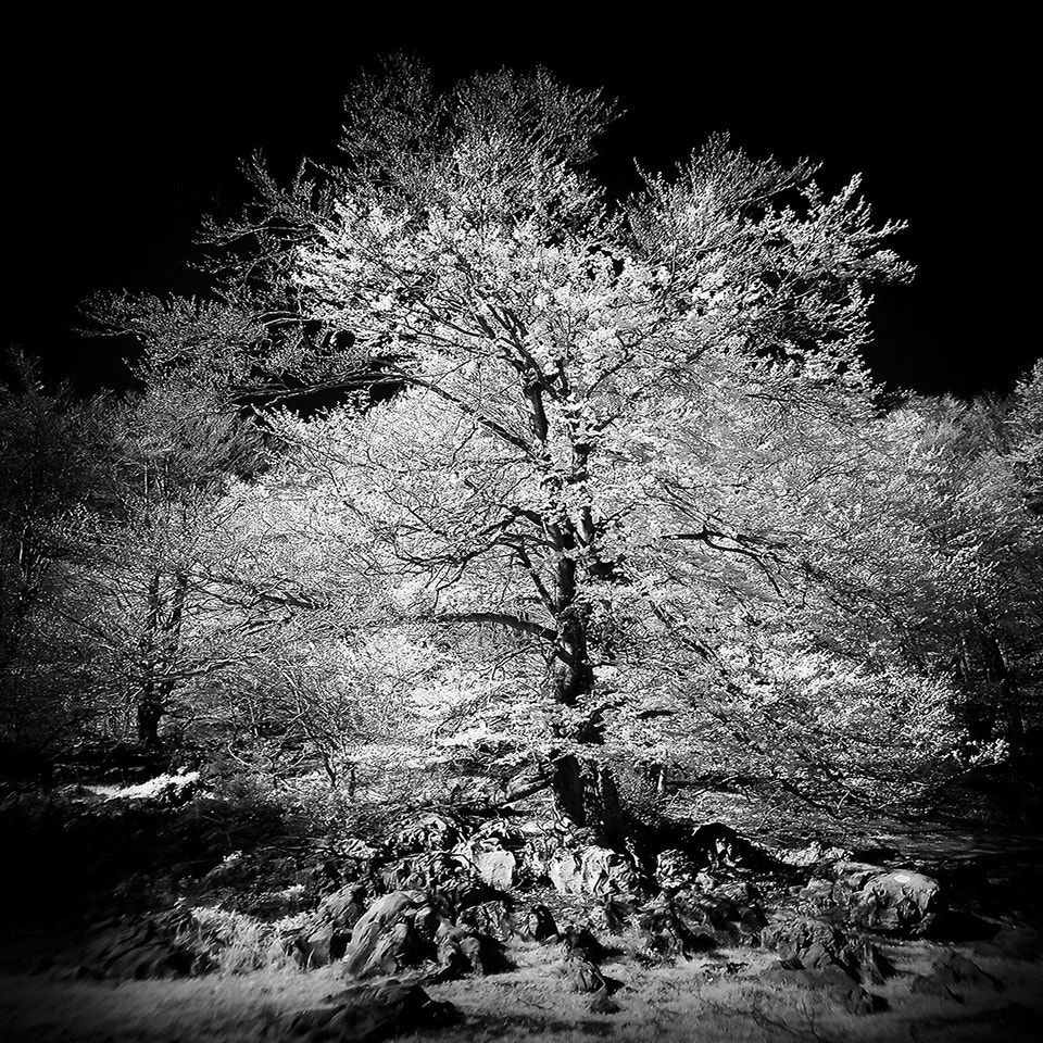 Samsung ES80/ ES81 sample photo. Mountain forest in bw photography