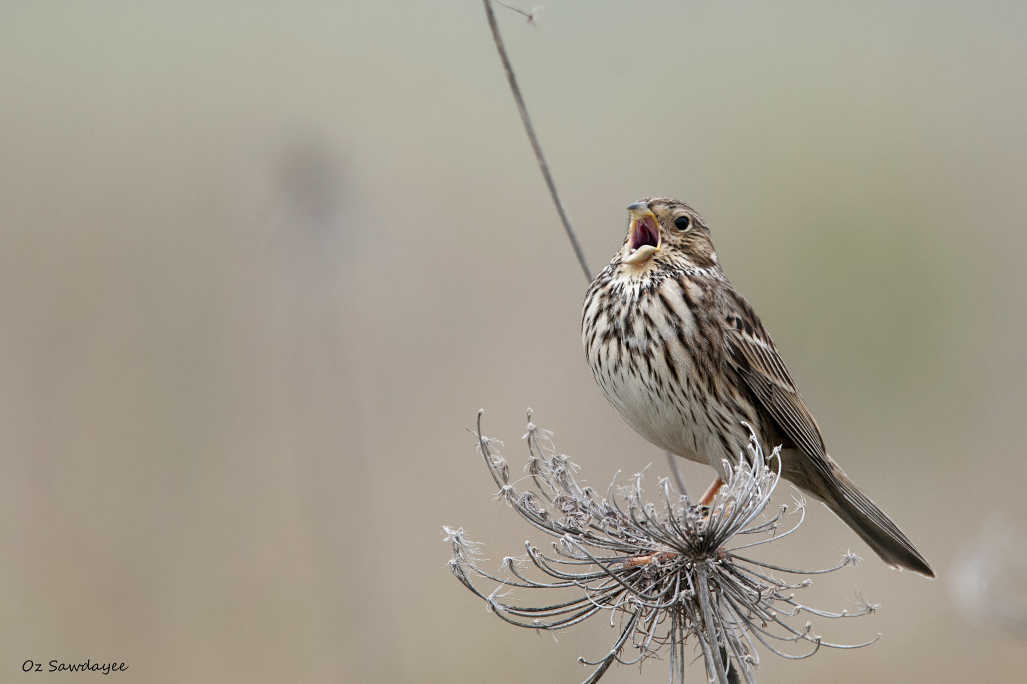 Nikon D300S sample photo. The corn bunting photography