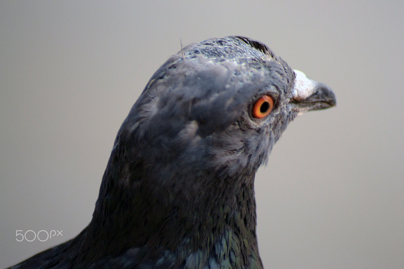 Nikon D3100 + AF Nikkor 85mm f/1.8 sample photo. Pigeon in action photography