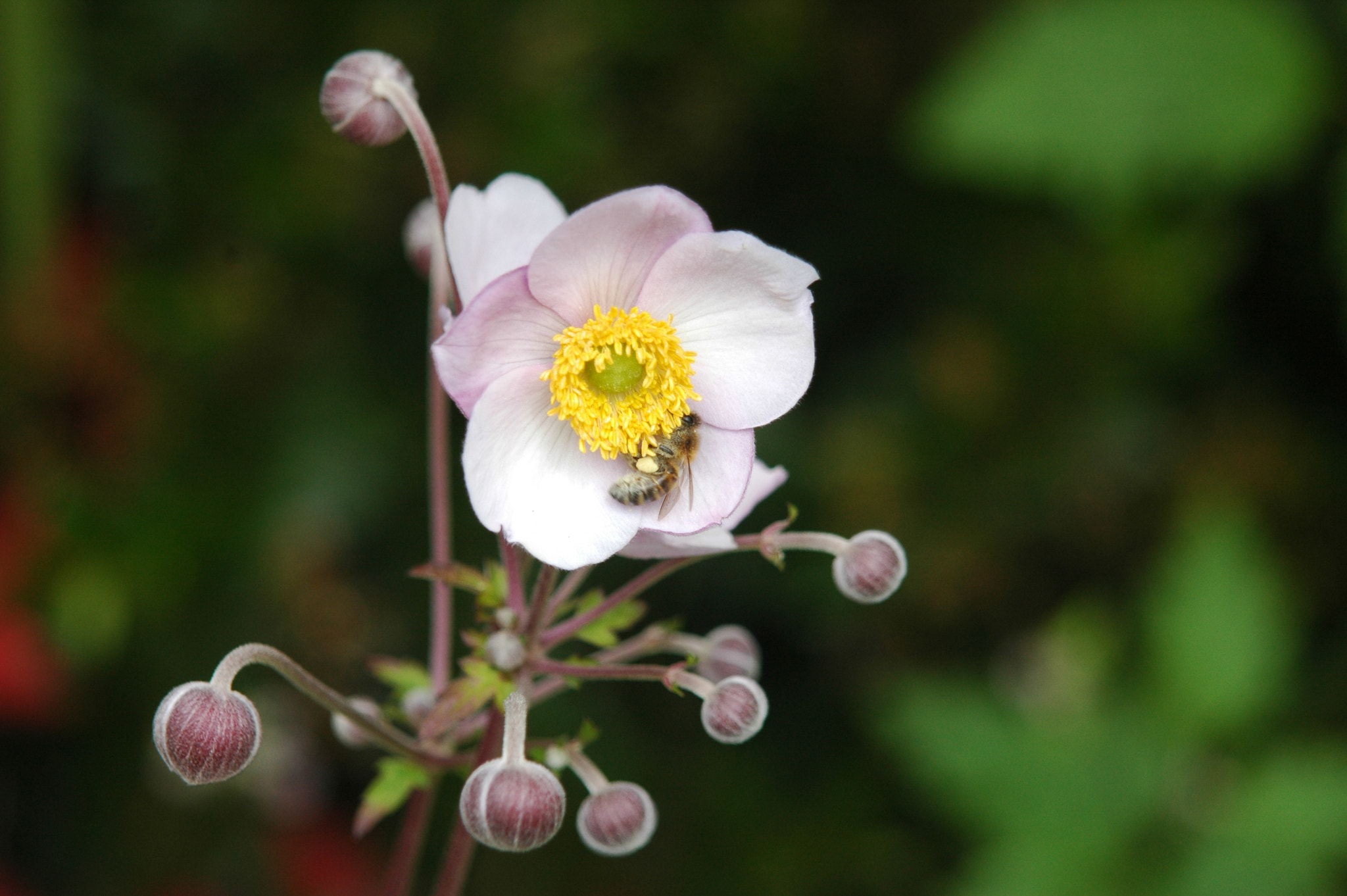 Nikon D70 + AF Zoom-Nikkor 24-120mm f/3.5-5.6D IF sample photo. Bee and flower photography