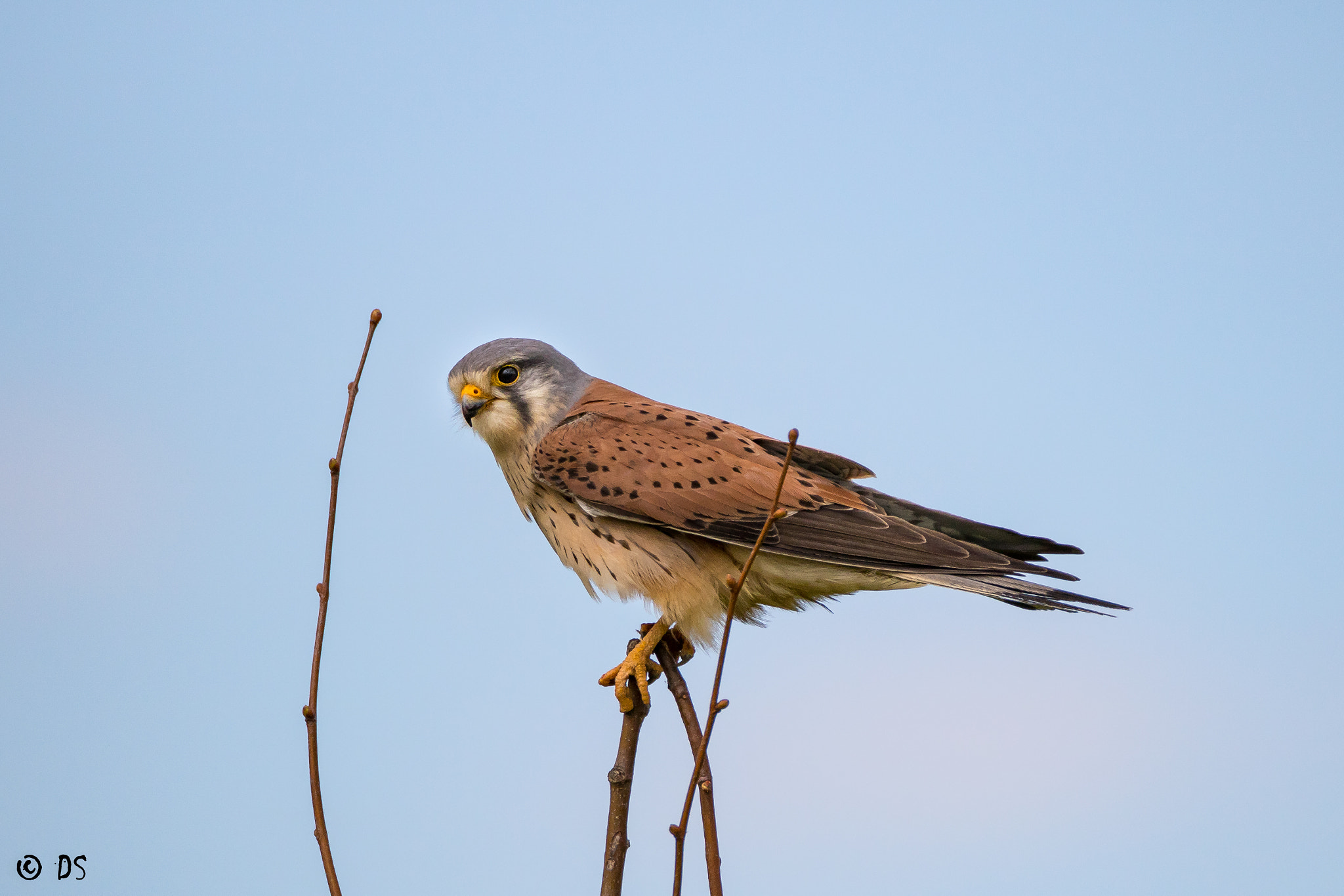 Tamron SP 150-600mm F5-6.3 Di VC USD sample photo. Falke photography
