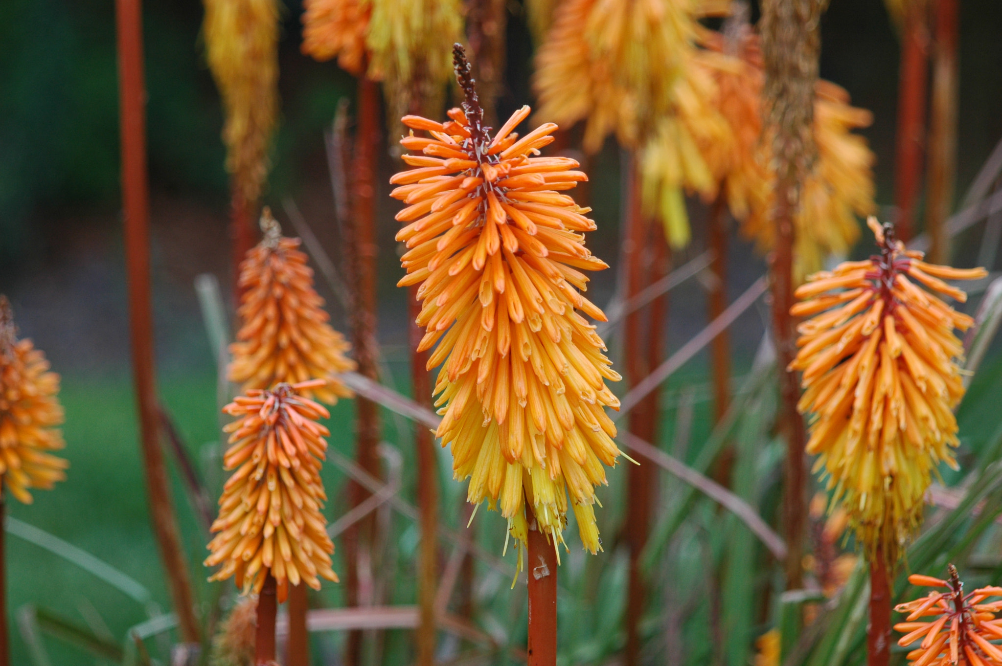 Nikon D70 + AF Zoom-Nikkor 24-120mm f/3.5-5.6D IF sample photo. Red hot pokers photography