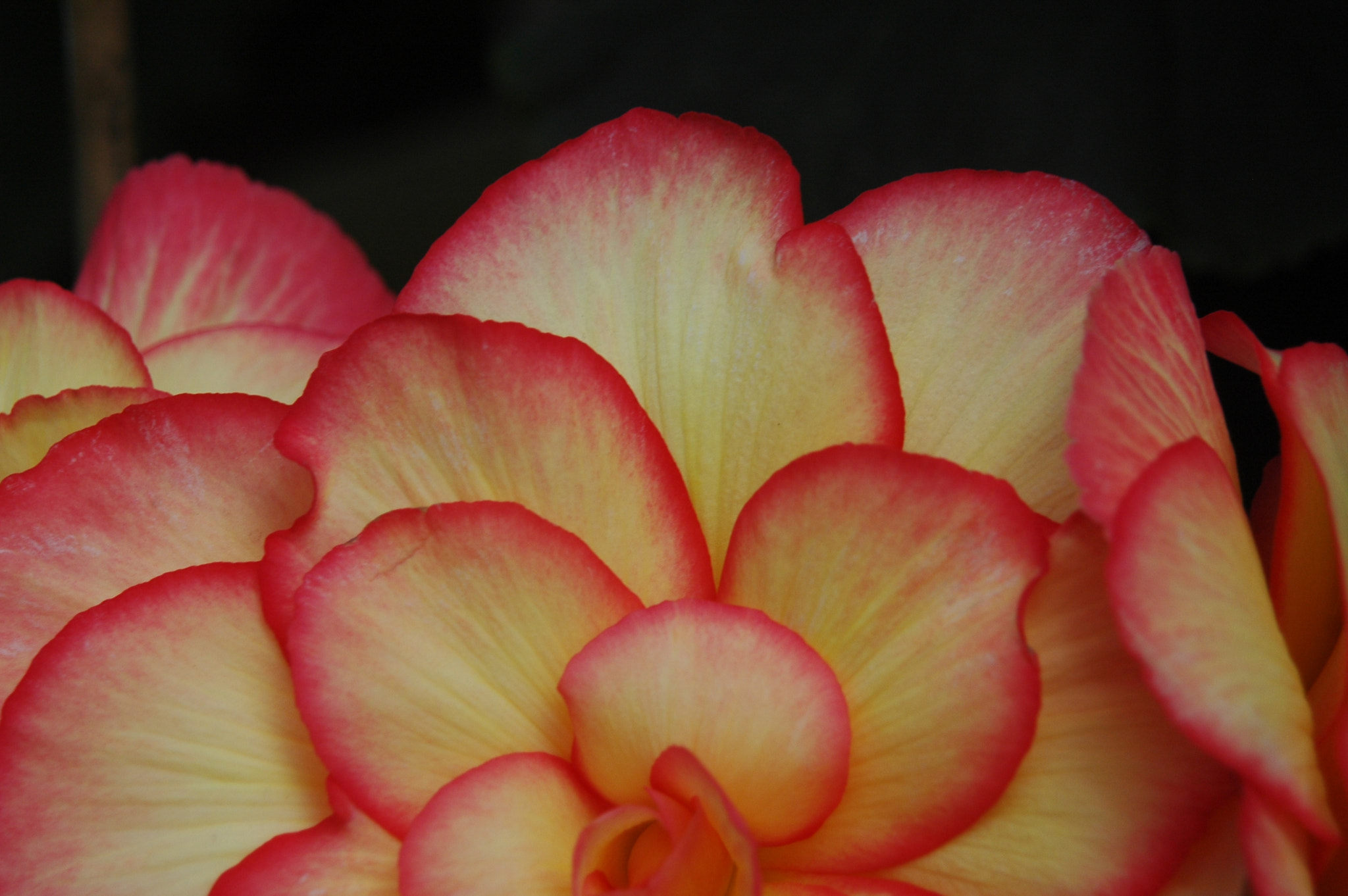 Nikon D70 + AF Zoom-Nikkor 24-120mm f/3.5-5.6D IF sample photo. Begonia #1 photography