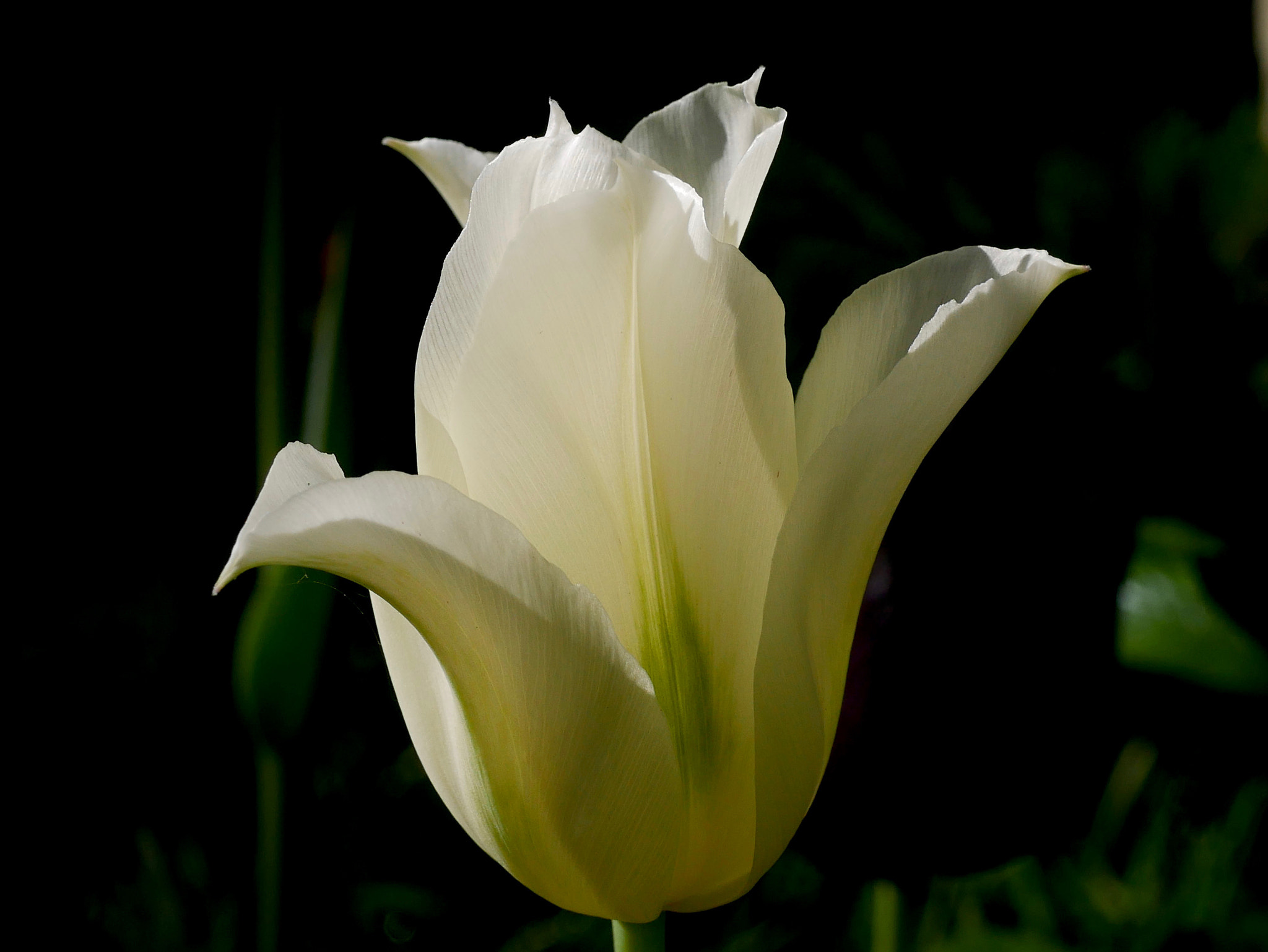 Panasonic Lumix G Macro 30mm F2.8 ASPH Mega OIS sample photo. C'est bientôt fini les tulipes photography