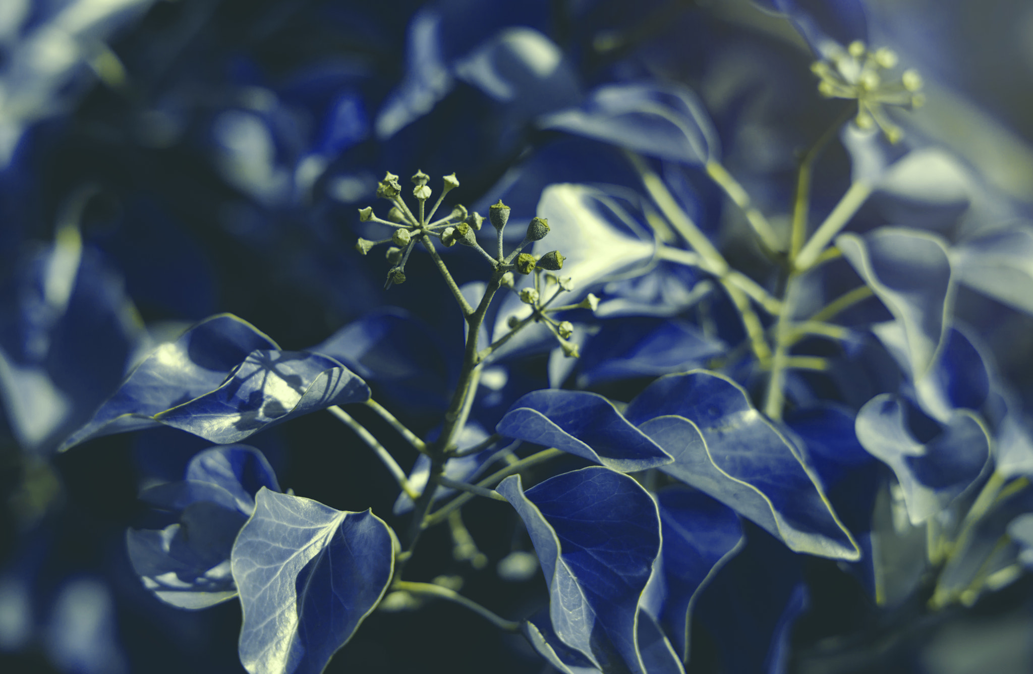 Canon EF 70-210mm f/3.5-4.5 USM sample photo. Surreal flowers photography