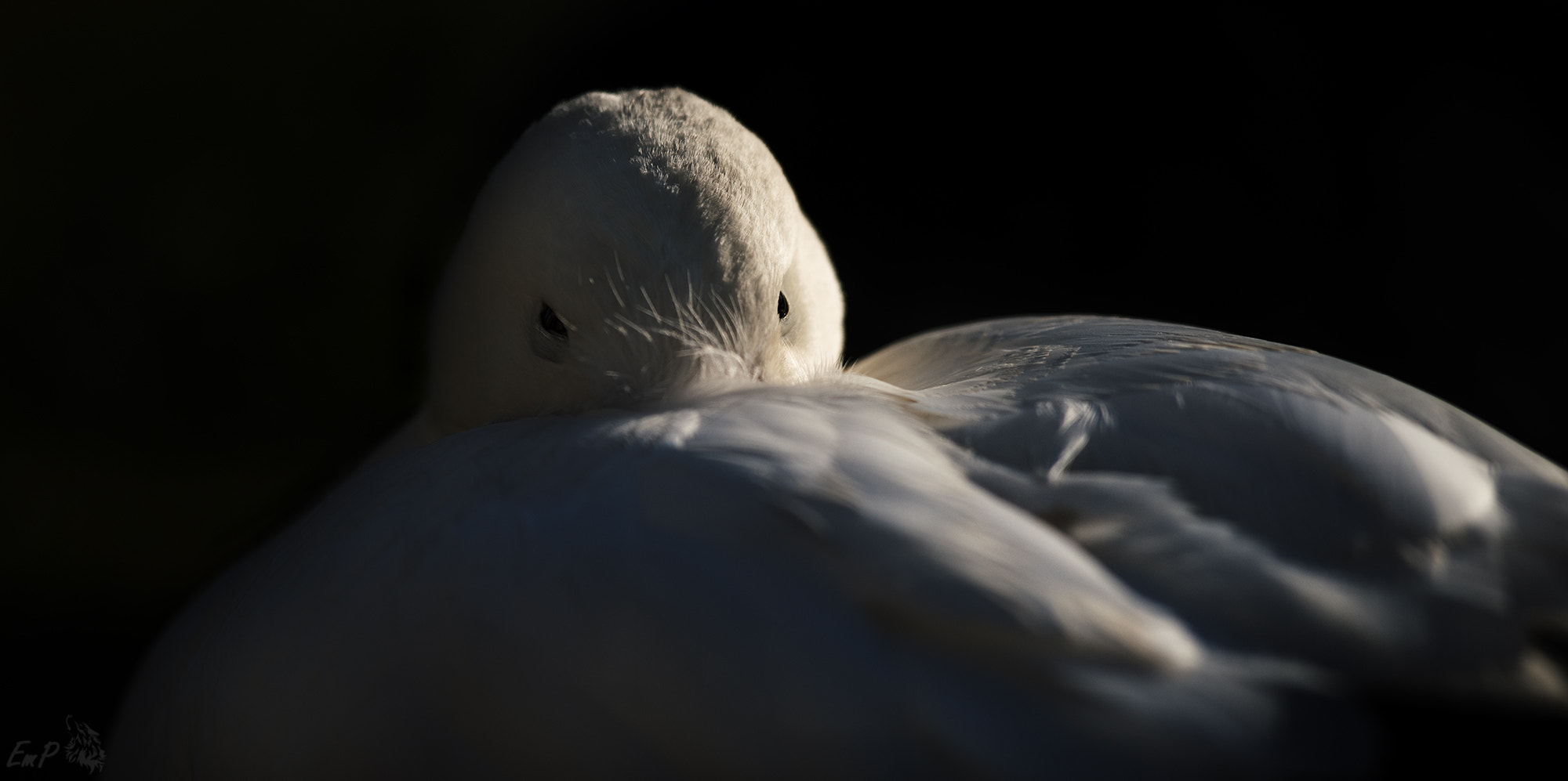 Nikon AF-S Nikkor 400mm F2.8G ED VR II sample photo. Snow goose photography