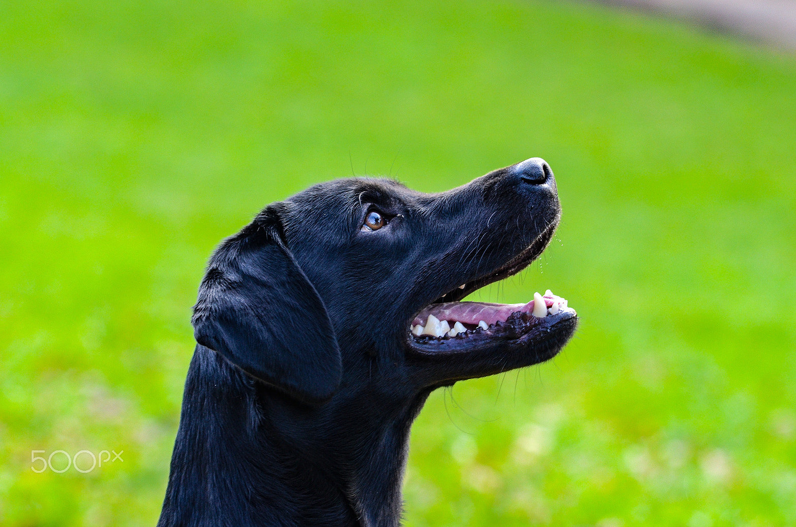 Nikon D7000 + AF Nikkor 70-210mm f/4-5.6 sample photo. Excited waiting dog photography