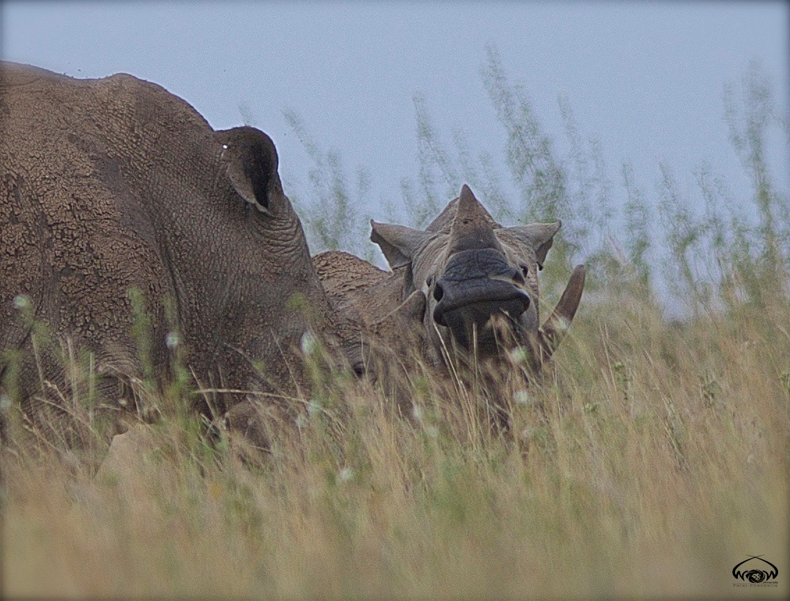 Canon EOS 7D Mark II + Canon EF 400mm F2.8L IS II USM sample photo. Happy rhino friday!! photography