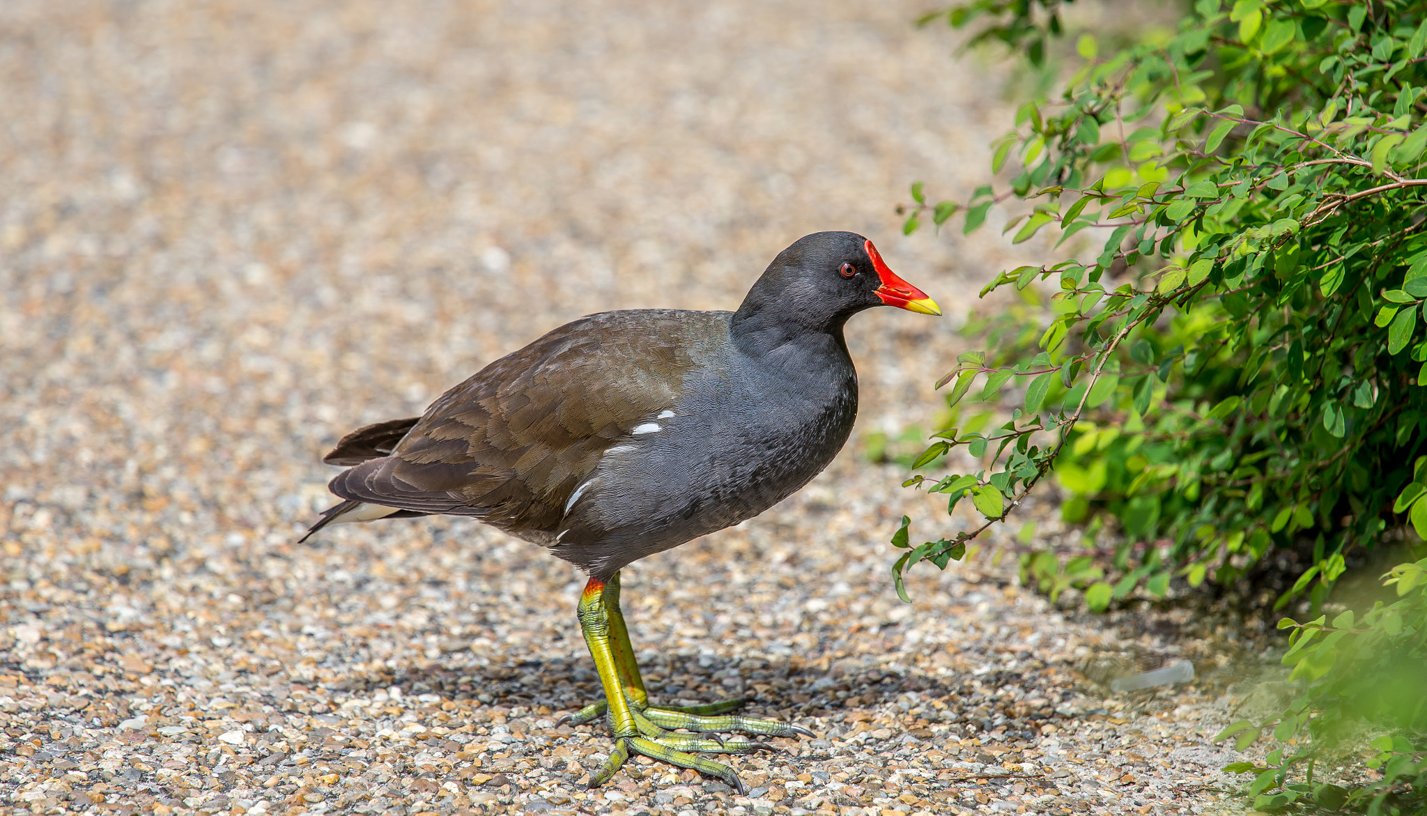 Canon EF 70-200mm F4L IS USM sample photo. Common moorhen photography
