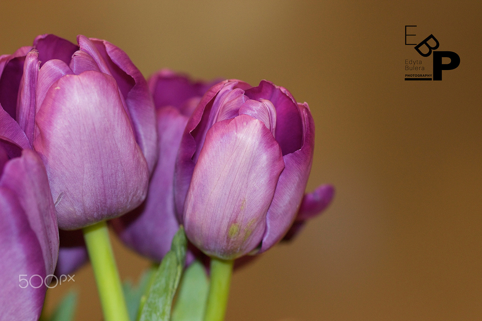 Canon EF 100mm F2.8L Macro IS USM sample photo. Macro by edyta. photography