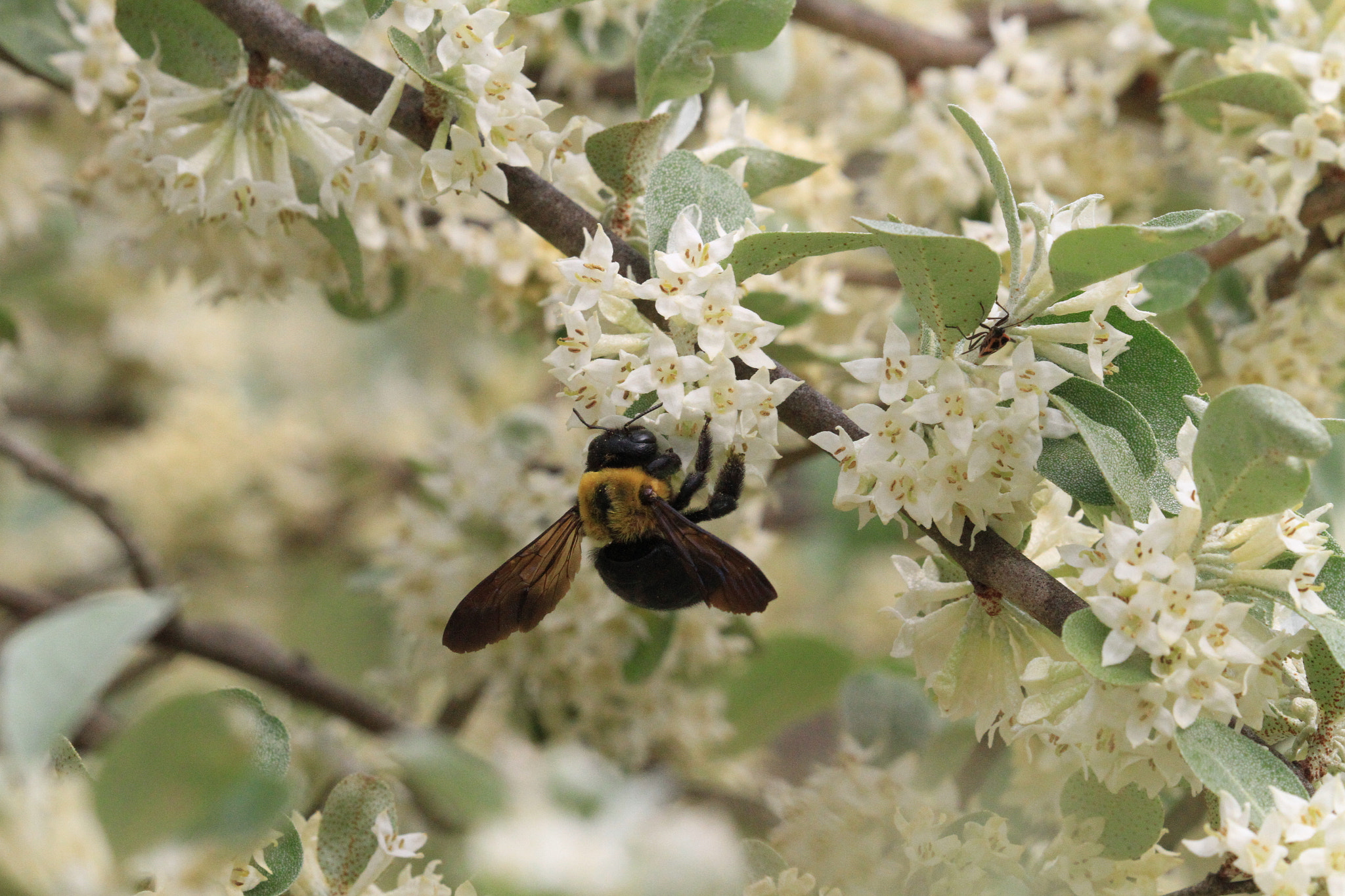 Canon EF 100-400mm F4.5-5.6L IS II USM sample photo. アキグミとクマバチ photography