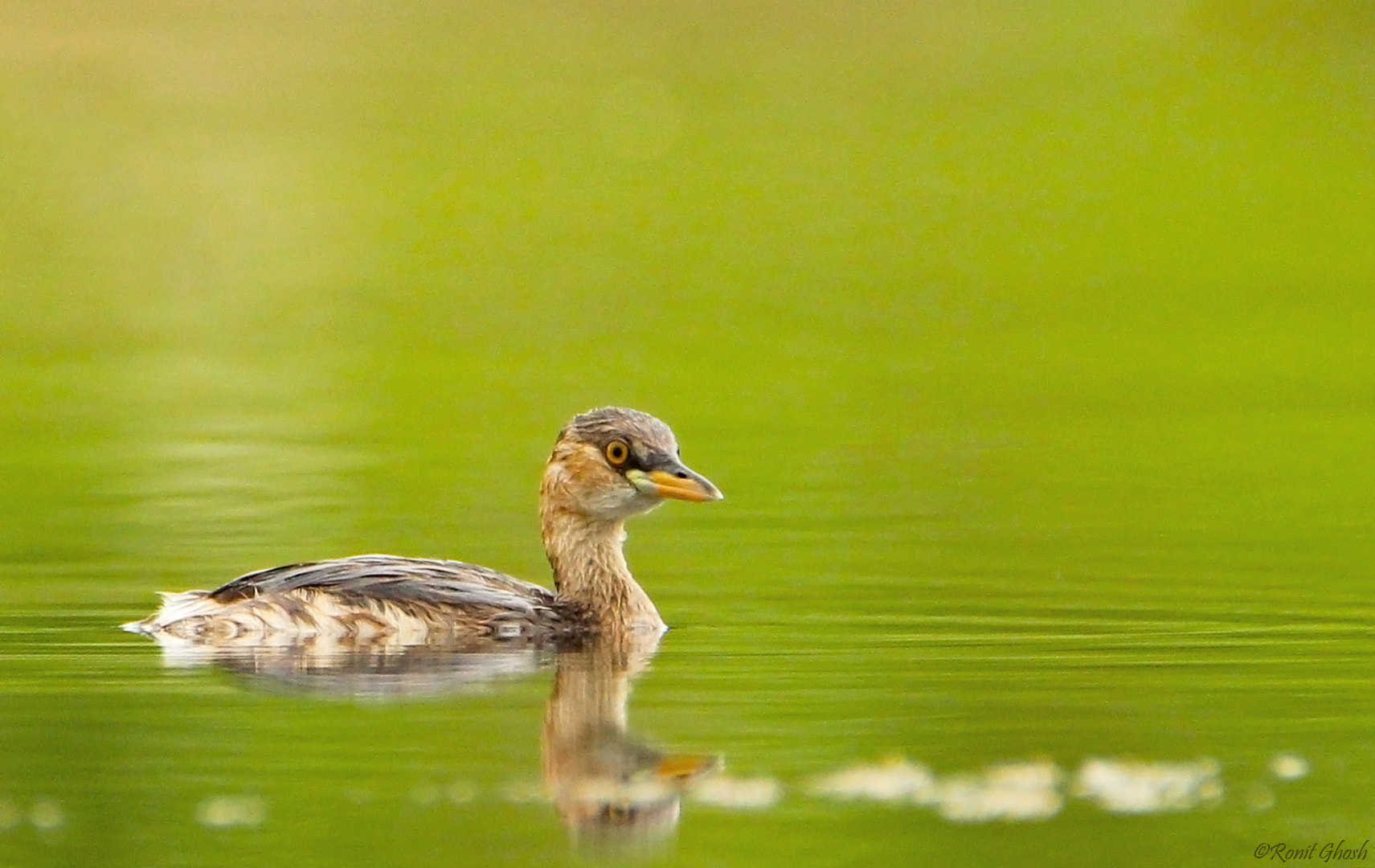 Tamron SP 150-600mm F5-6.3 Di VC USD sample photo. A juvenile!! photography