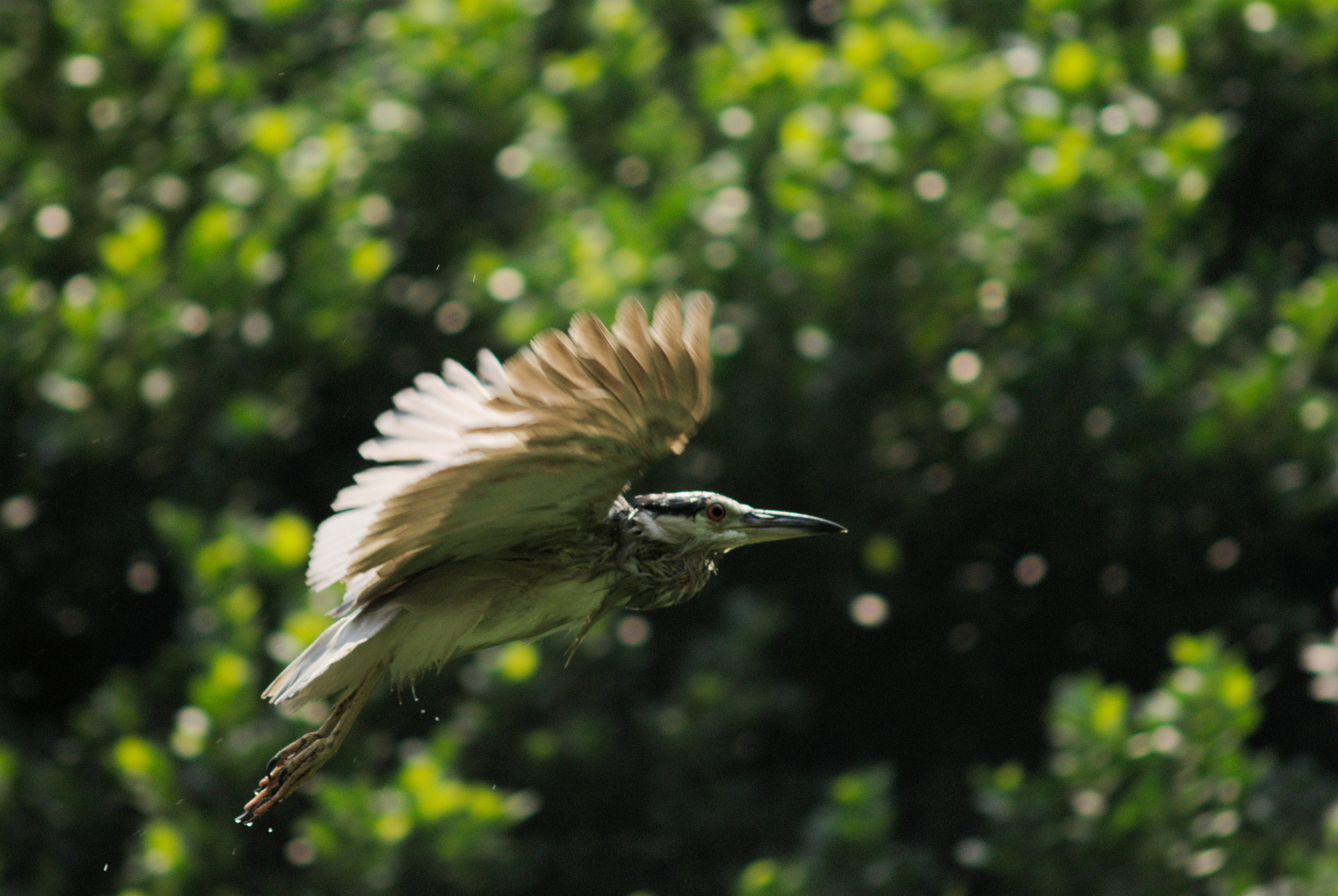 Nikon D200 + AF Zoom-Nikkor 75-300mm f/4.5-5.6 sample photo. Night heron photography